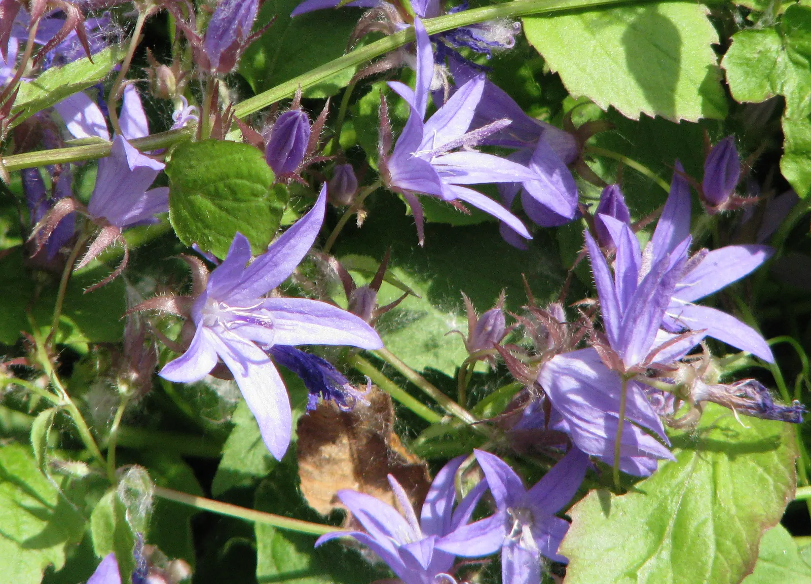 Serbian Bellflower (Campanula Poscharskyana) — thriving in USDA zones 3-8; campanula poscharskyana is relatively deer resistant, image 51