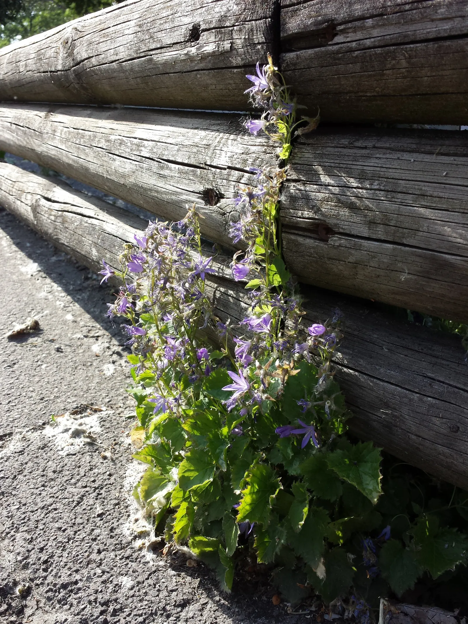 Serbian Bellflower (Campanula Poscharskyana) — Its preference is slightly alkaline to neutral pH; ground cover / perennial with blue and lavender blooms