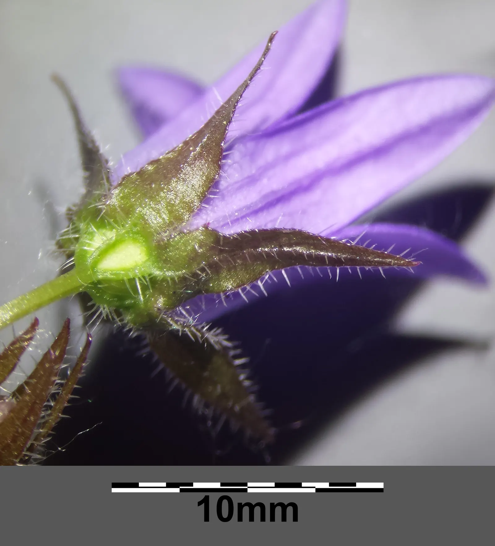 Serbian Bellflower (Campanula Poscharskyana) — thriving in USDA zones 3-8