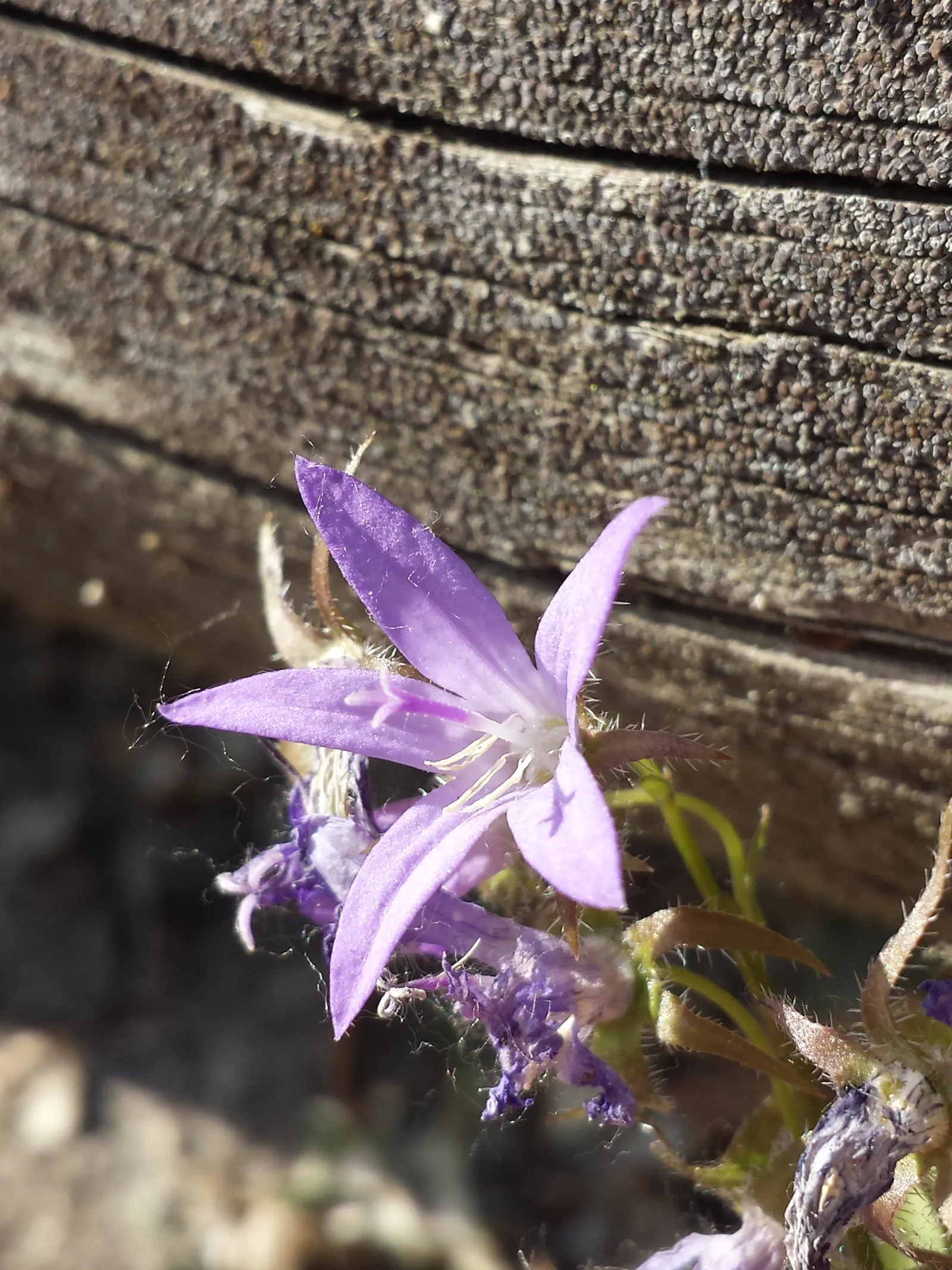 Serbian Bellflower (Campanula Poscharskyana) — coupled with its delightful floral display; its cascading nature makes it an attractive choice for, image 68