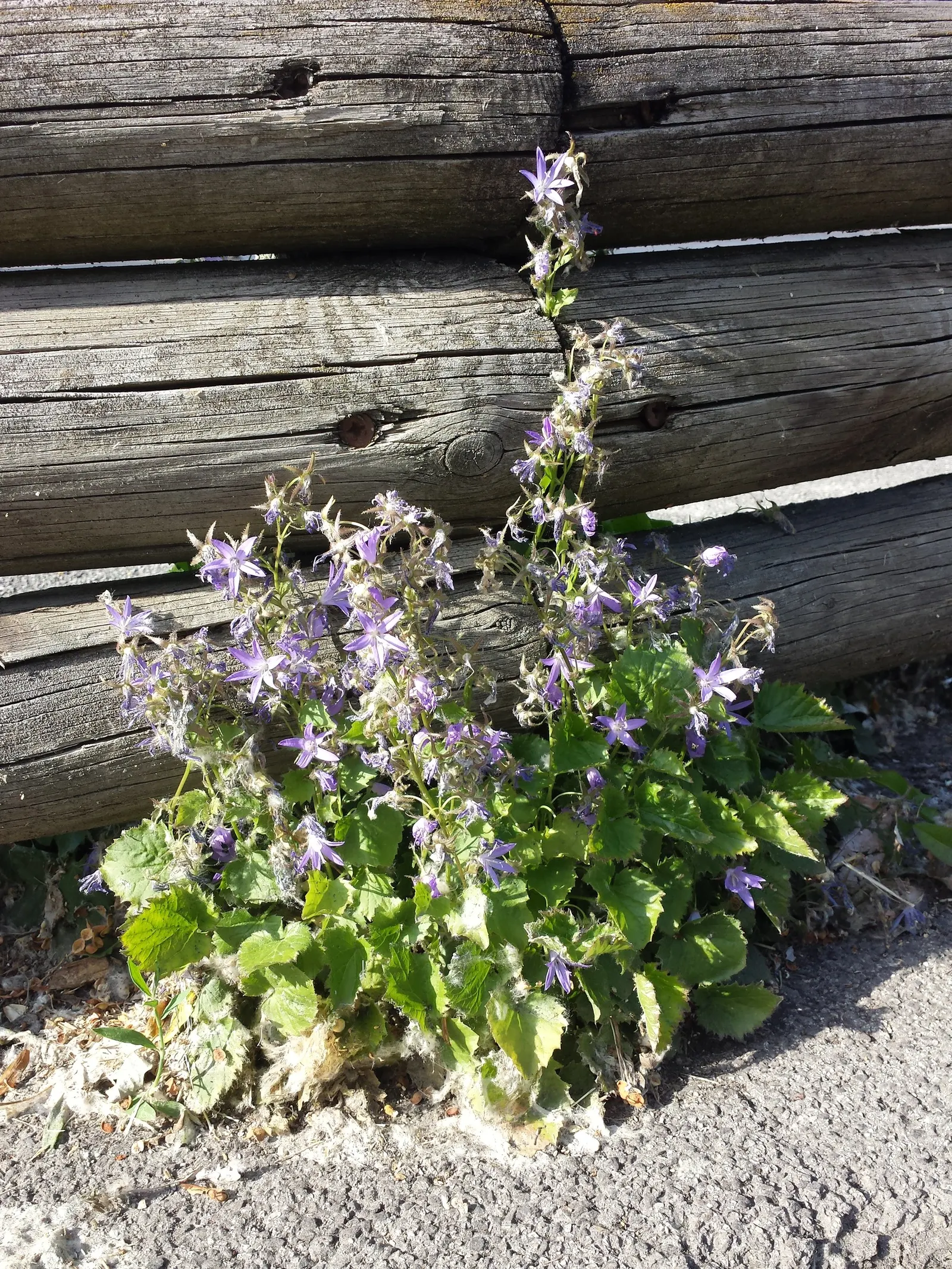 Serbian Bellflower (Campanula Poscharskyana) — The Serbian Bellflower, Campanula poscharskyana, offers a cascade of starry lavender-blue flowers, image 49