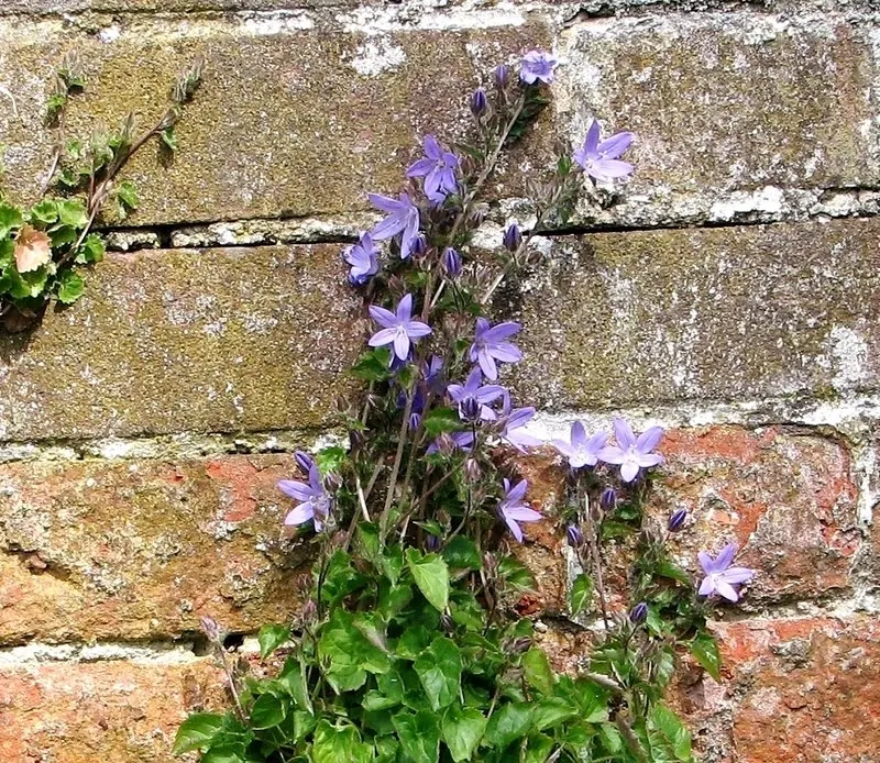 Serbian Bellflower (Campanula Poscharskyana) — ground cover / perennial with blue and lavender blooms
