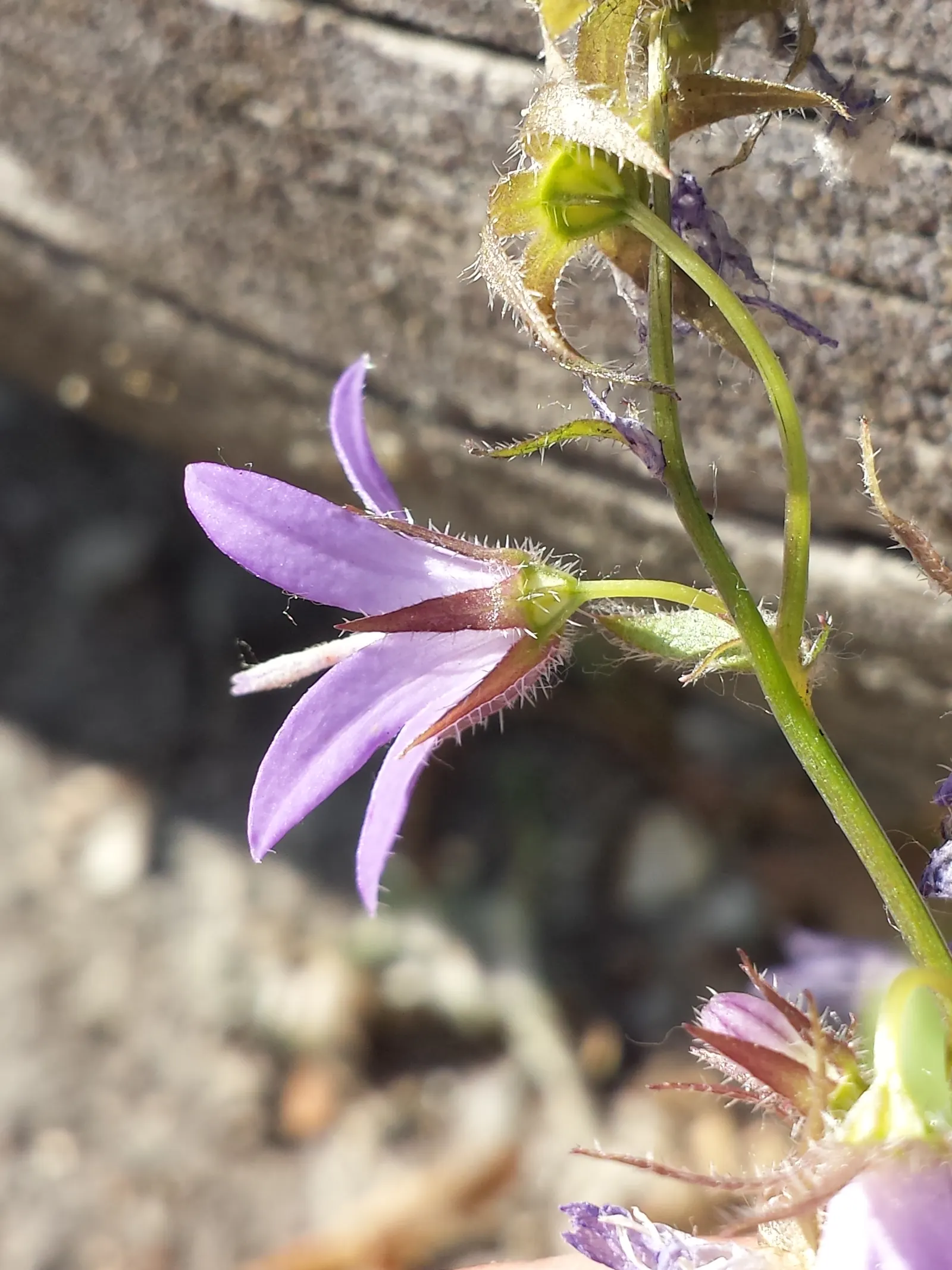 Serbian Bellflower (Campanula Poscharskyana) — displaying exceptional hardiness and minimal care requirements.<br><br>Thriving in full sun to part, image 36