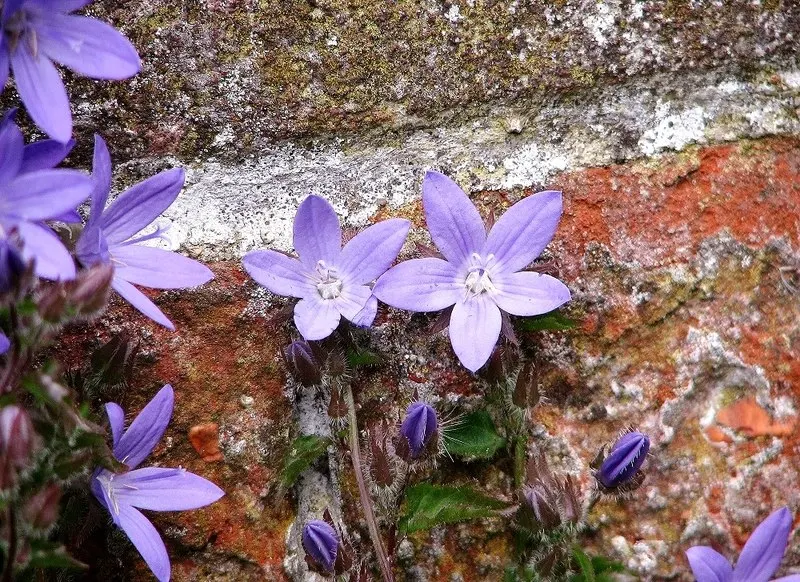 Serbian Bellflower (Campanula Poscharskyana) — and while it's drought-tolerant once established
