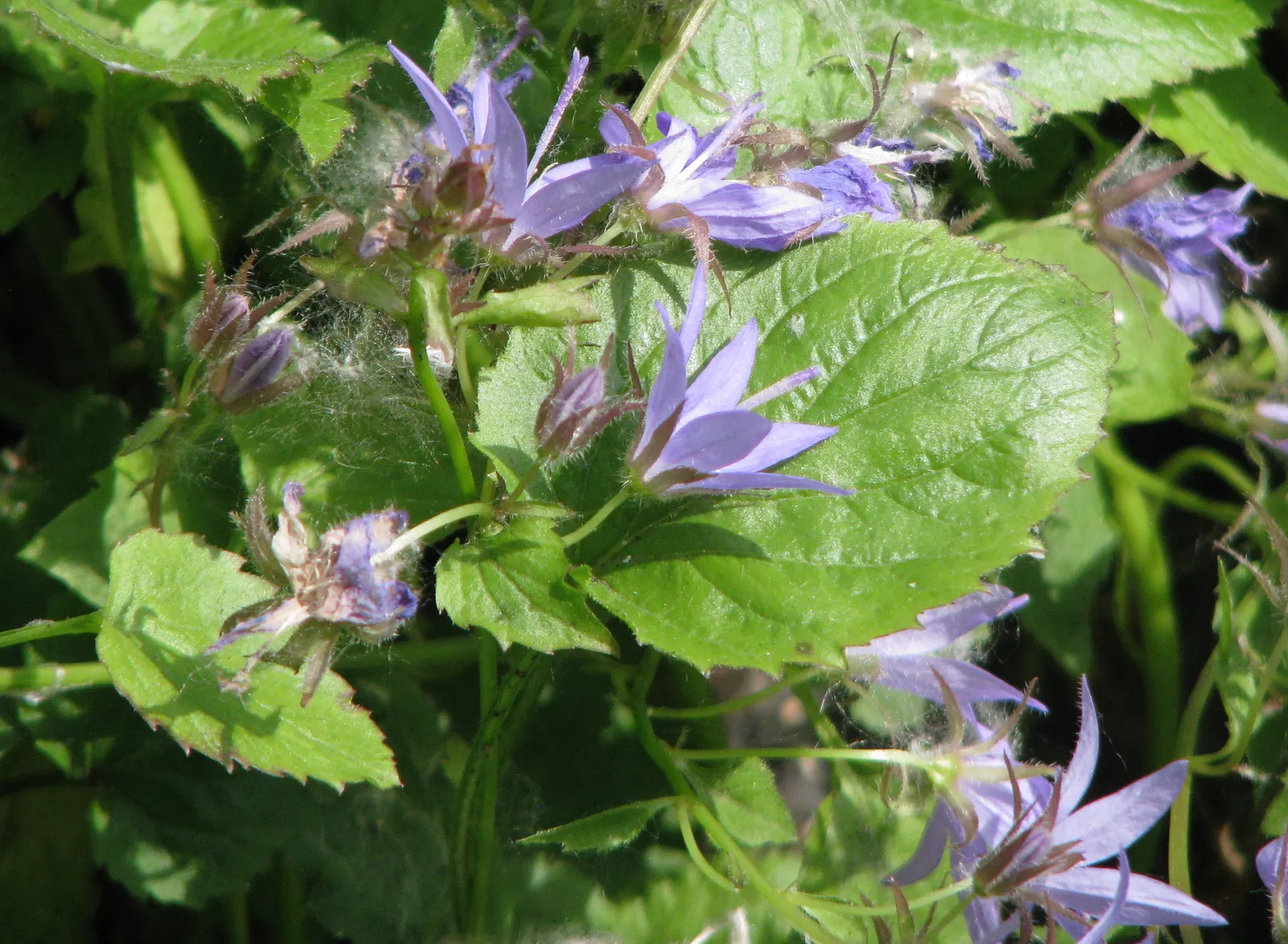 Serbian Bellflower (Campanula Poscharskyana) — Campanula poscharskyana is relatively deer resistant; thriving in USDA zones 3-8