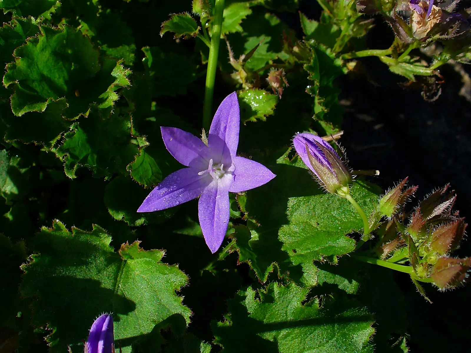 Serbian Bellflower (Campanula Poscharskyana) — Blooms proliferate from late spring to early fall, attracting pollinators