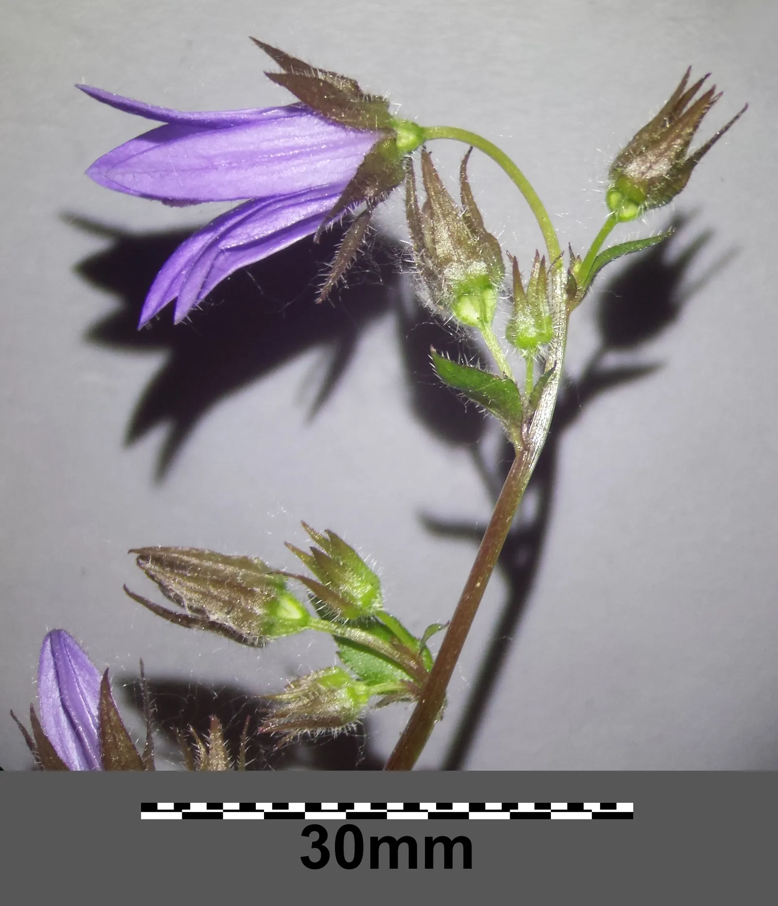 Serbian Bellflower (Campanula Poscharskyana) — This bellflower variant does best in USDA hardiness zones 3 through 8