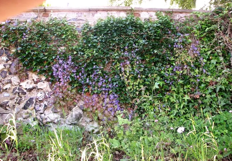 Serbian Bellflower (Campanula Poscharskyana) — blue and lavender flowers in the garden; is a vivacious perennial that lends a cascade of vibrant, image 70