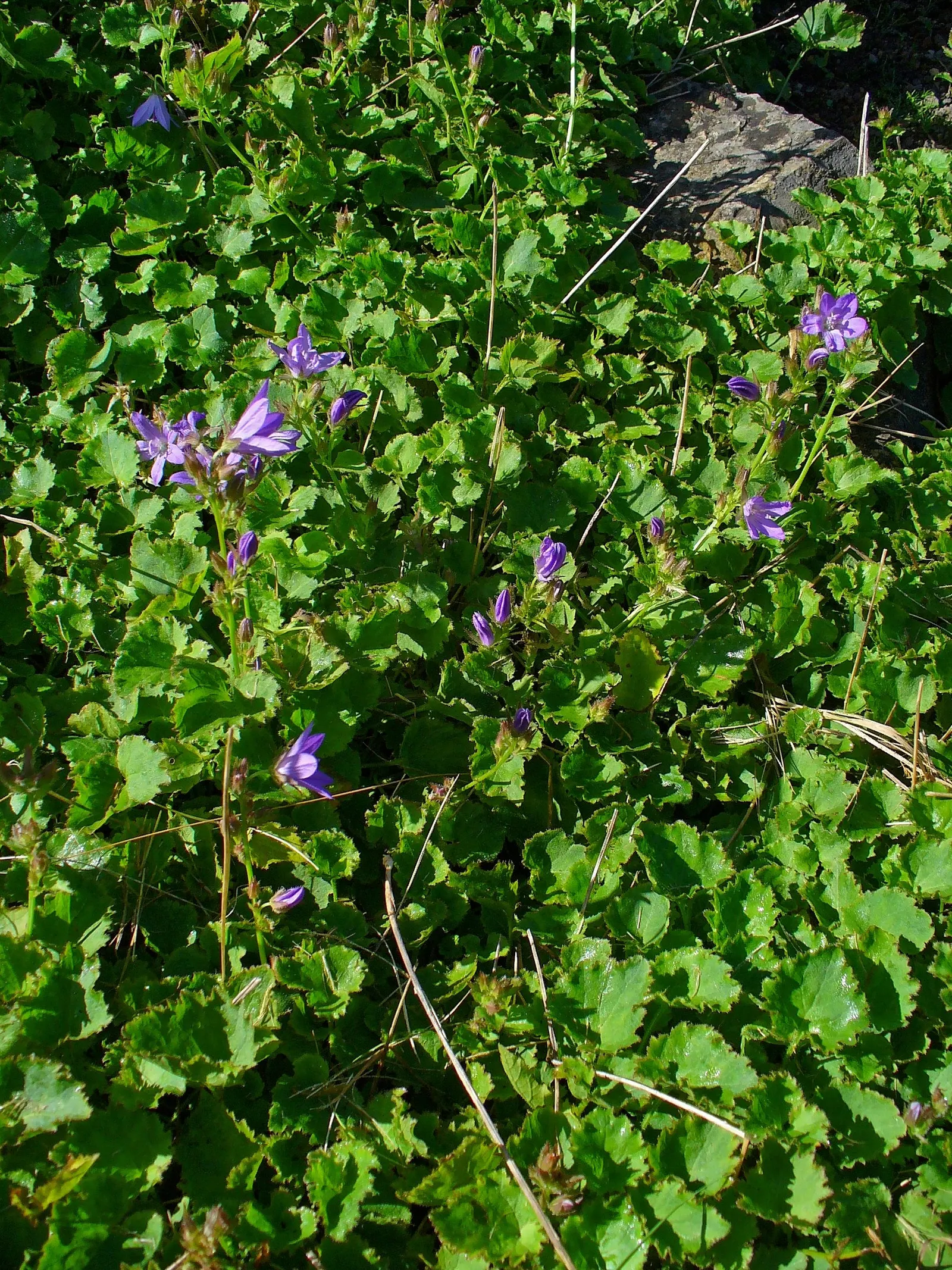 Serbian Bellflower (Campanula Poscharskyana) — Its preference is slightly alkaline to neutral pH; ground cover / perennial with blue and lavender, image 62