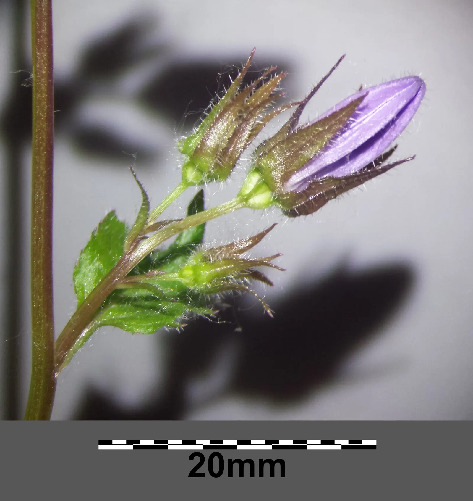 Serbian Bellflower (Campanula Poscharskyana) — star-shaped flowers to any garden setting