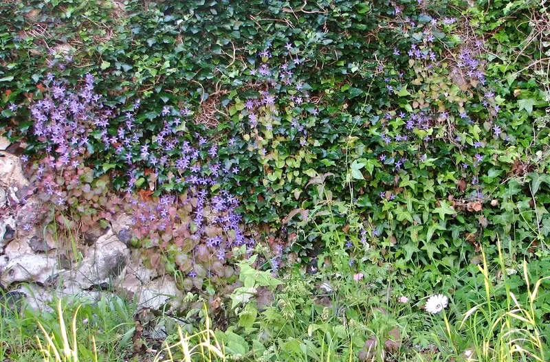 Serbian Bellflower (Campanula Poscharskyana) — and while it's drought-tolerant once established; blooms proliferate from late spring to early fall, image 63