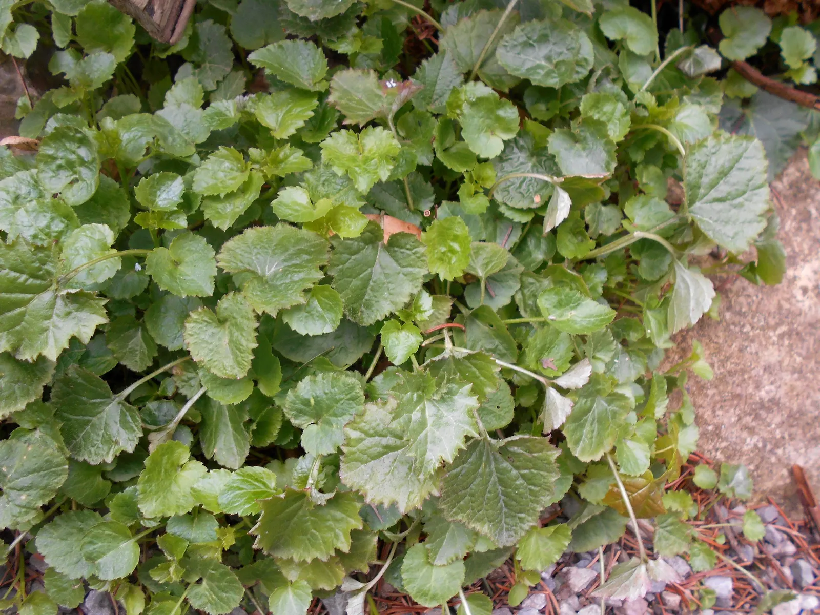 Serbian Bellflower (Campanula Poscharskyana) — The Serbian Bellflower's ease of care; creating a lush mat of foliage.<br><br>The leaves of Campanula, image 67