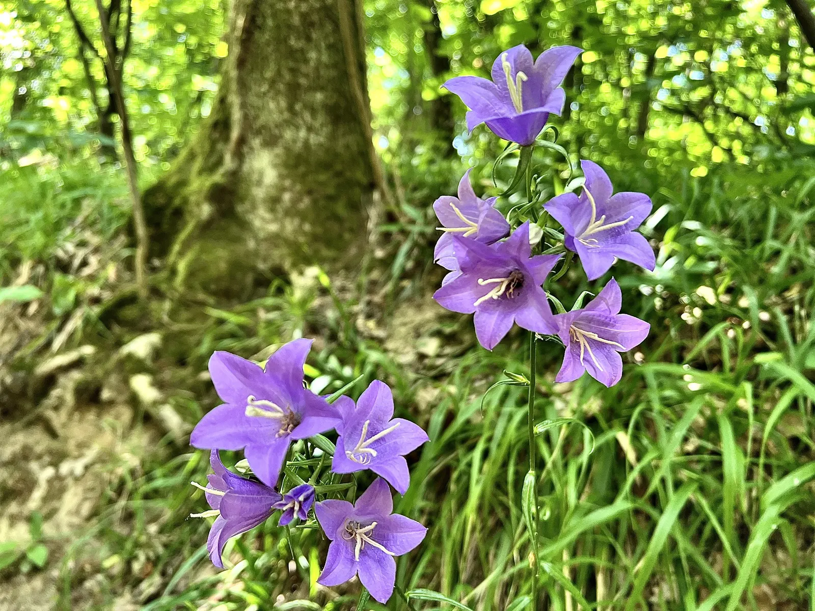 Serbian Bellflower (Campanula Poscharskyana) — Recognized for its robust trailing habit; displaying exceptional hardiness and minimal care, image 57