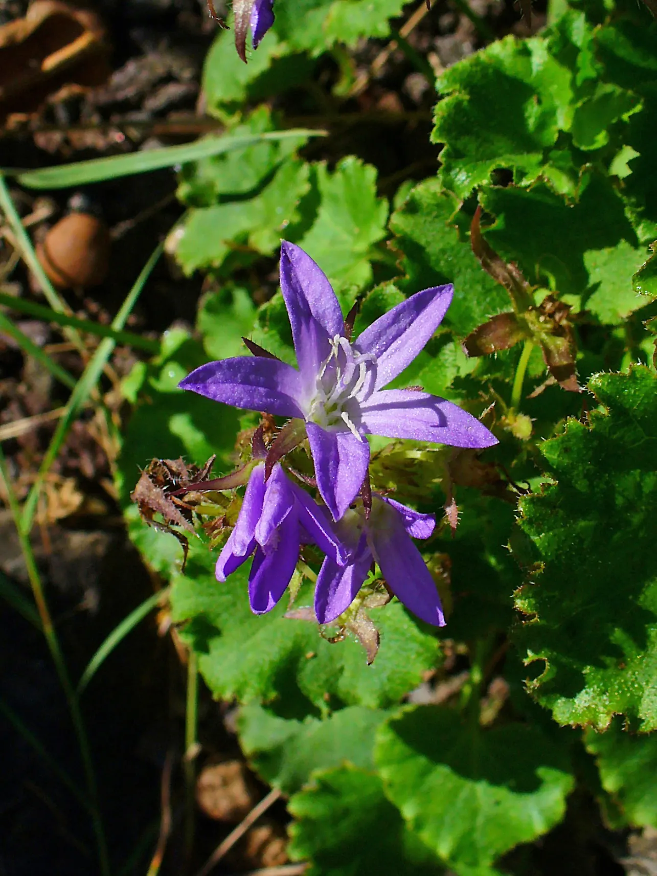 Serbian Bellflower (Campanula Poscharskyana) — consistent moisture will promote more vigorous flowering.<br><br>Ideal for creeping over rockeries; the Serbian