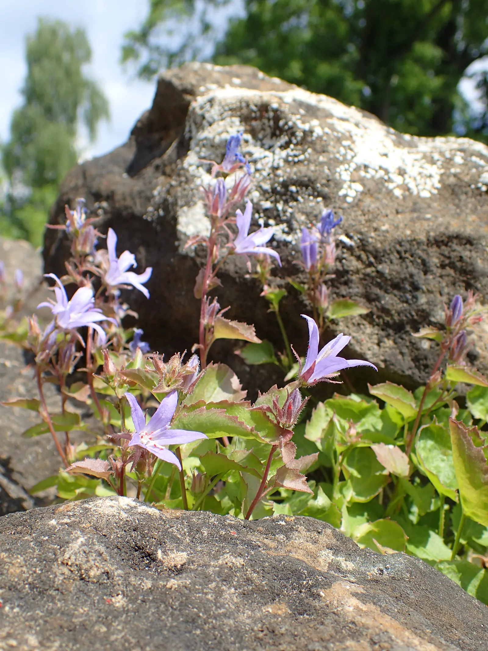 Serbian Bellflower (Campanula Poscharskyana) — The Serbian Bellflower's ease of care