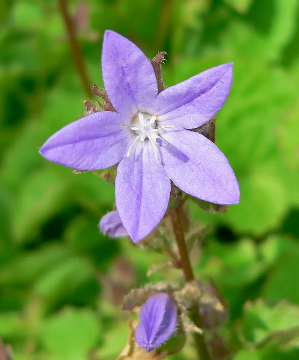 Serbian Bellflower (Campanula Poscharskyana) — This bellflower variant does best in USDA hardiness zones 3 through 8; this perennial reaches a height of 4-10