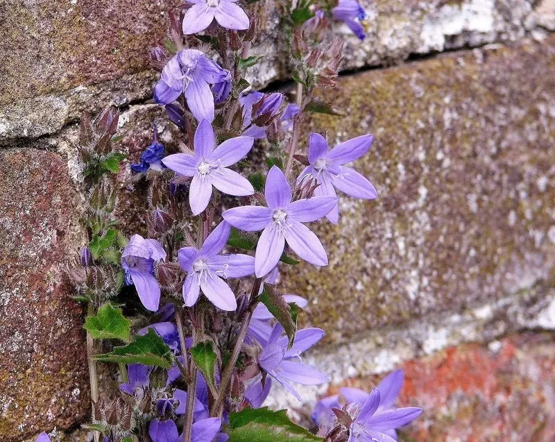 Serbian Bellflower (Campanula Poscharskyana) — The Serbian Bellflower, Campanula poscharskyana, offers a cascade of starry lavender-blue flowers