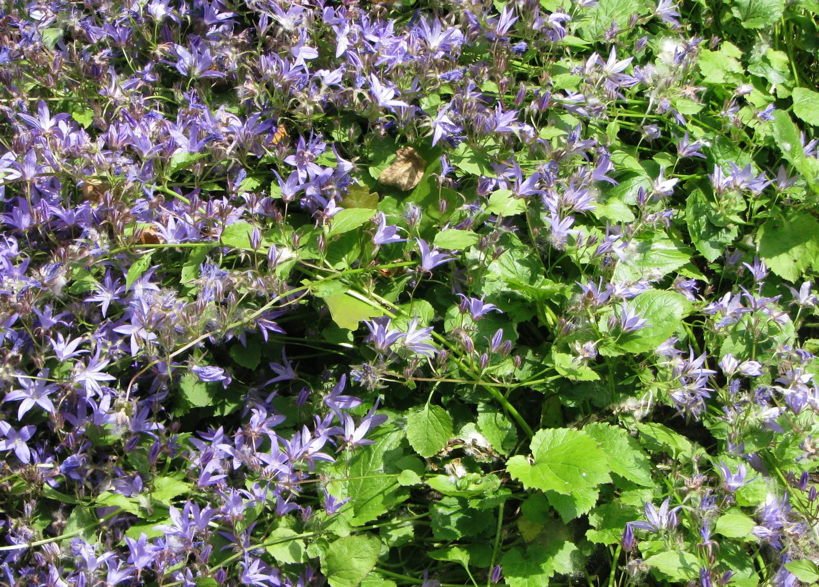 Serbian Bellflower (Campanula Poscharskyana) — its cascading nature makes it an attractive choice for softening hard edges in the landscape; coupled with its