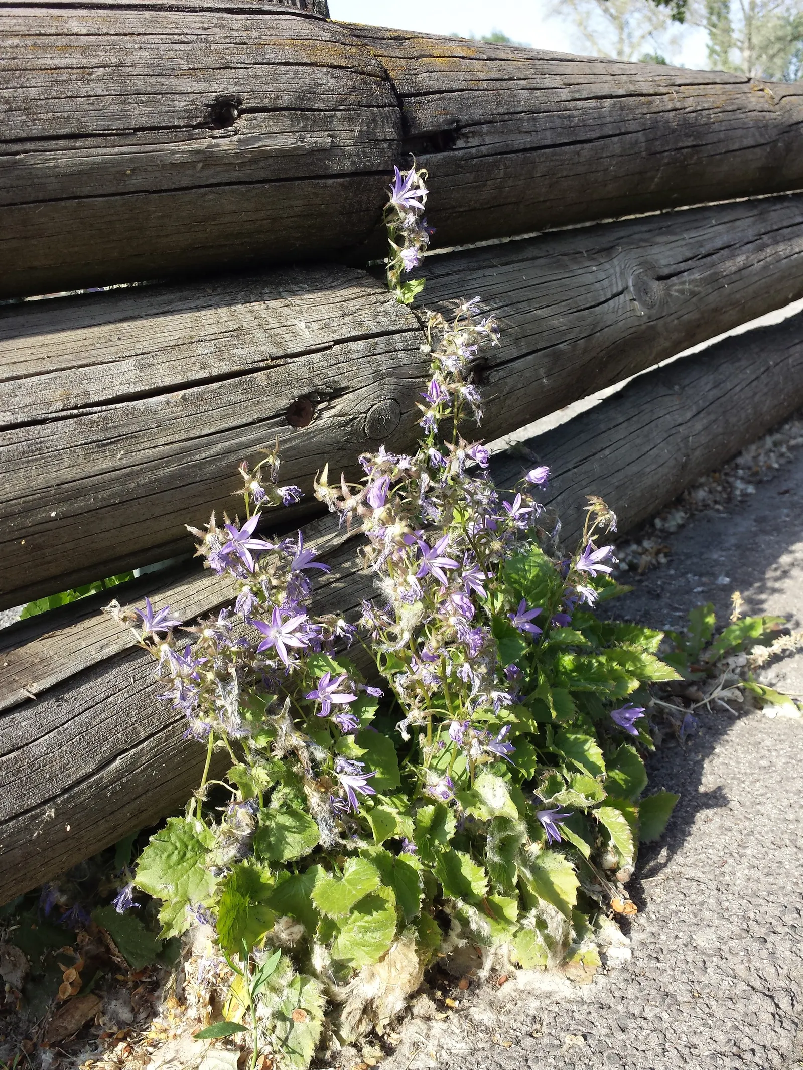 Serbian Bellflower (Campanula Poscharskyana) — Blooms proliferate from late spring to early fall, attracting pollinators; and while it's drought-tolerant once