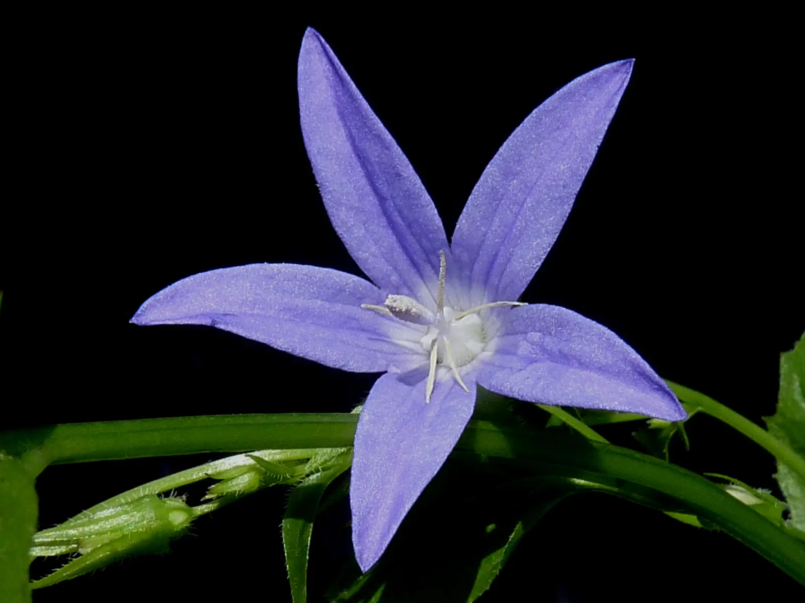 Serbian Bellflower (Campanula Poscharskyana) — It favors full sun to part shade in well-drained soil; the Serbian Bellflower, Campanula poscharskyana, offers a