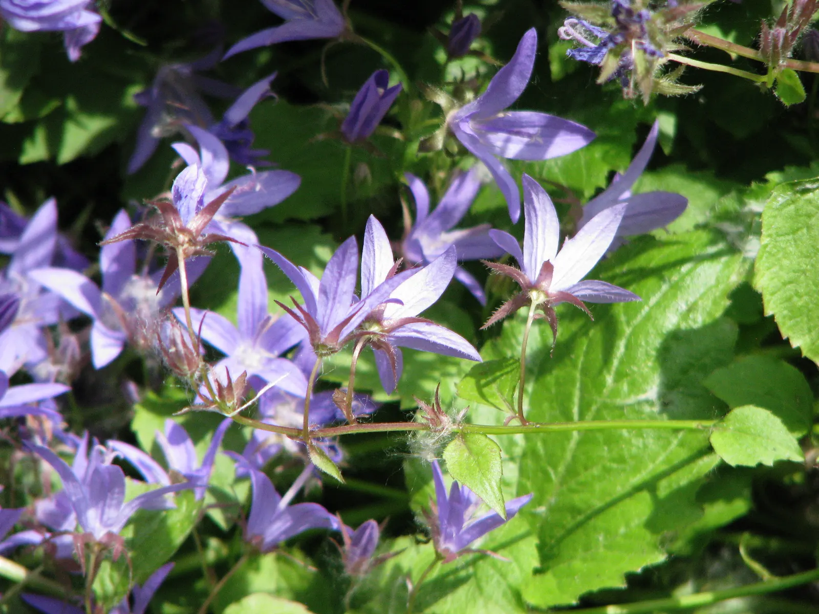 Serbian Bellflower (Campanula Poscharskyana) — creating a lush mat of foliage.<br><br>The leaves of Campanula poscharskyana are heart-shaped; the Serbian