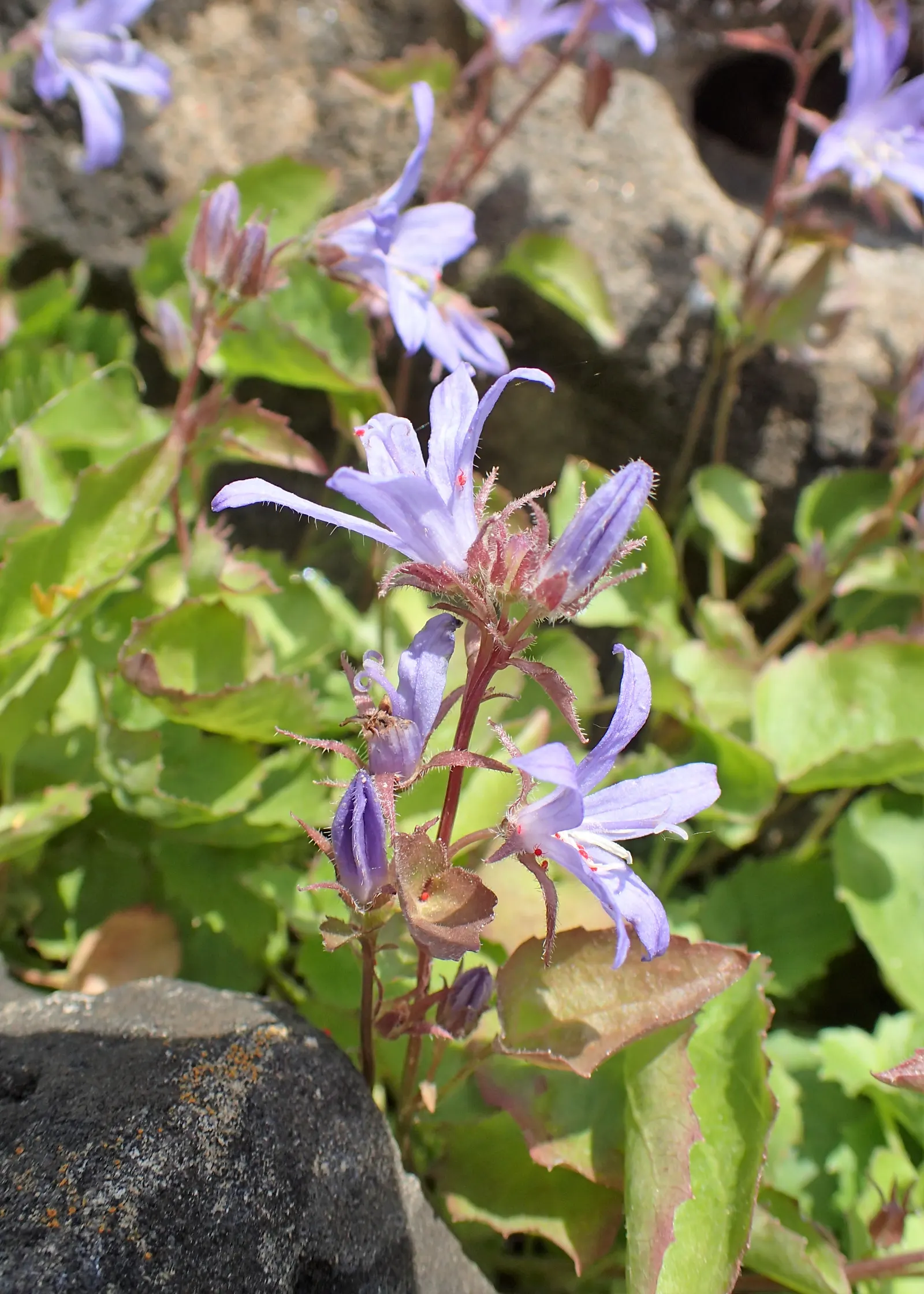 Serbian Bellflower (Campanula Poscharskyana) — Recognized for its robust trailing habit