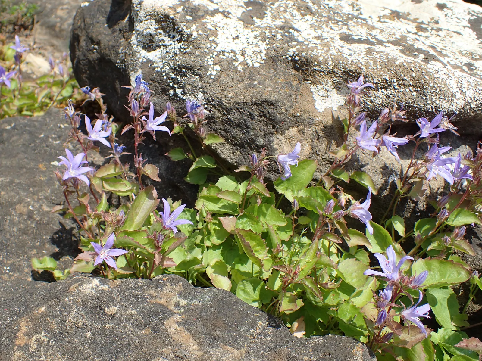Serbian Bellflower (Campanula Poscharskyana) — its cascading nature makes it an attractive choice for softening hard edges in the landscape
