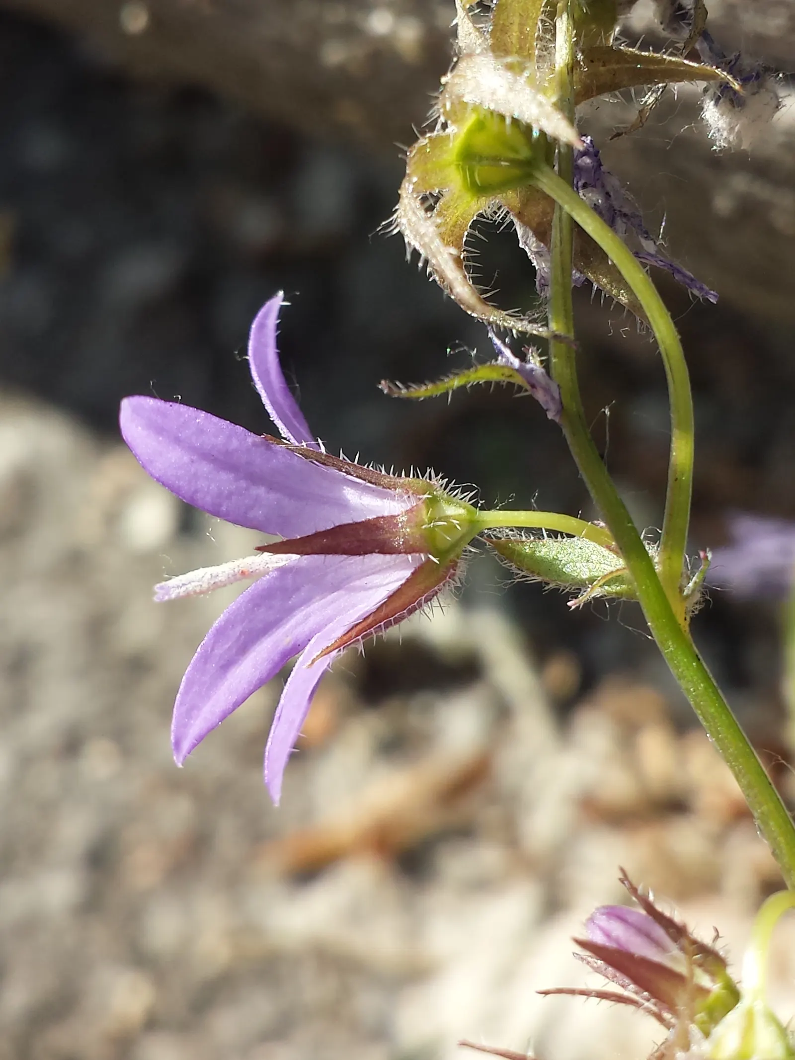 Serbian Bellflower (Campanula Poscharskyana) — Blooms proliferate from late spring to early fall, attracting pollinators; and while it's, image 54