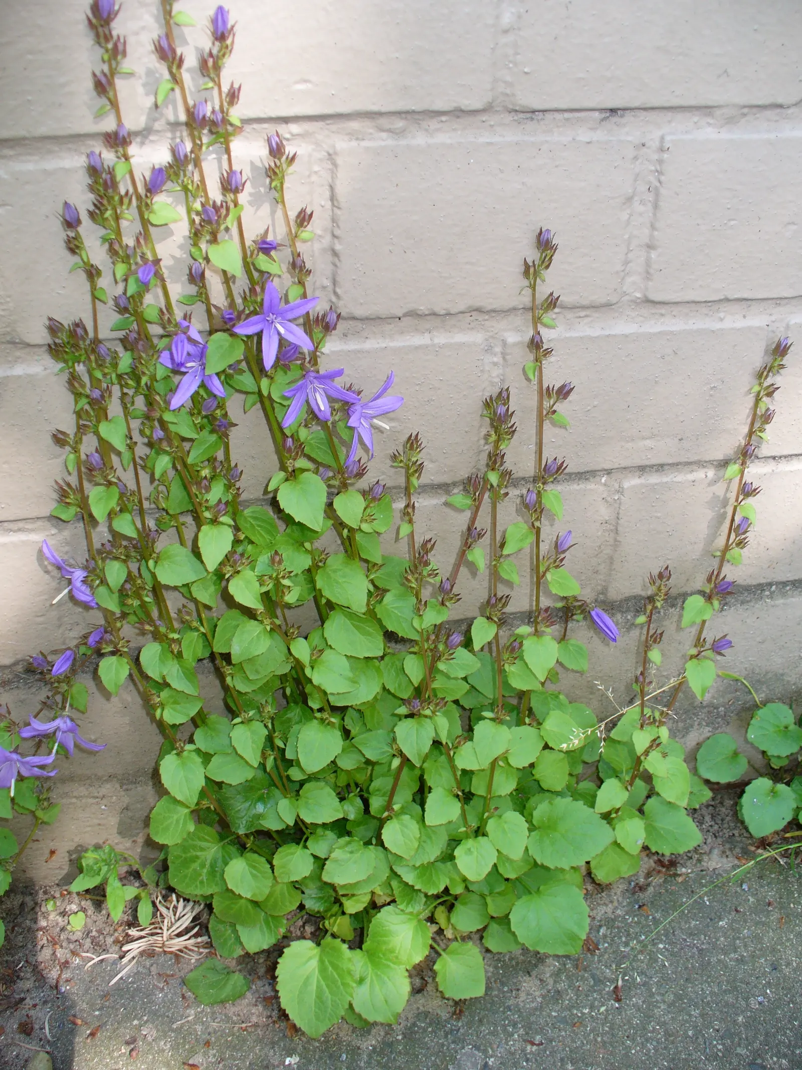 Serbian Bellflower (Campanula Poscharskyana) — is a vivacious perennial that lends a cascade of vibrant lavender-blue