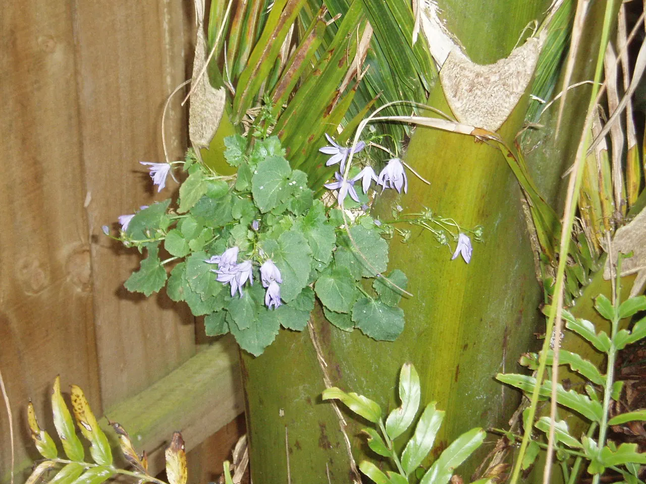 Serbian Bellflower (Campanula Poscharskyana) — star-shaped flowers to any garden setting; its rapid growth and robust cascading habit make it an, image 56