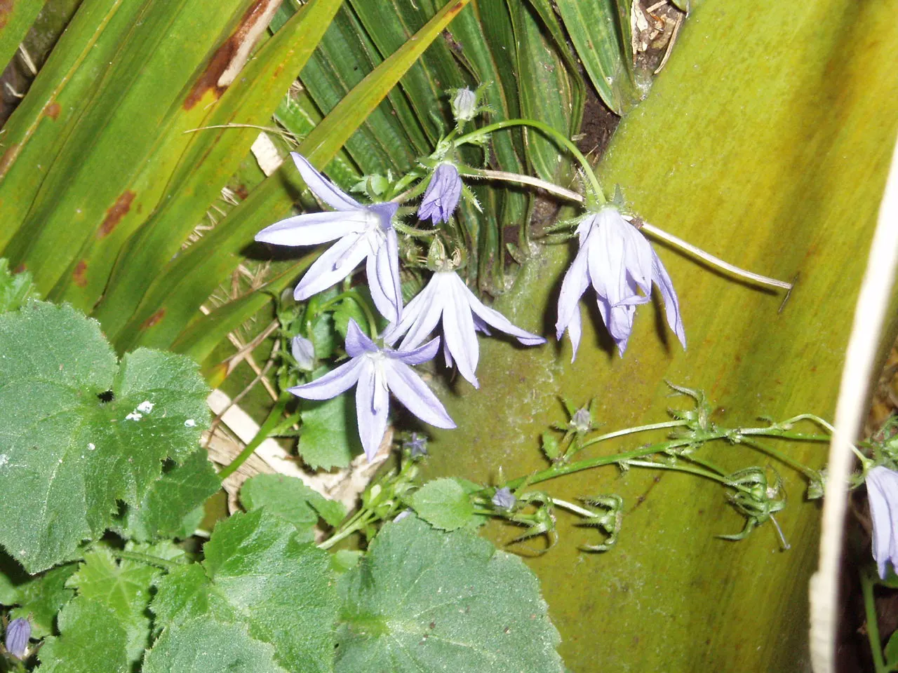 Serbian Bellflower (Campanula Poscharskyana) — makes it a charming selection for our client's garden design; ground cover / perennial for full or, image 69