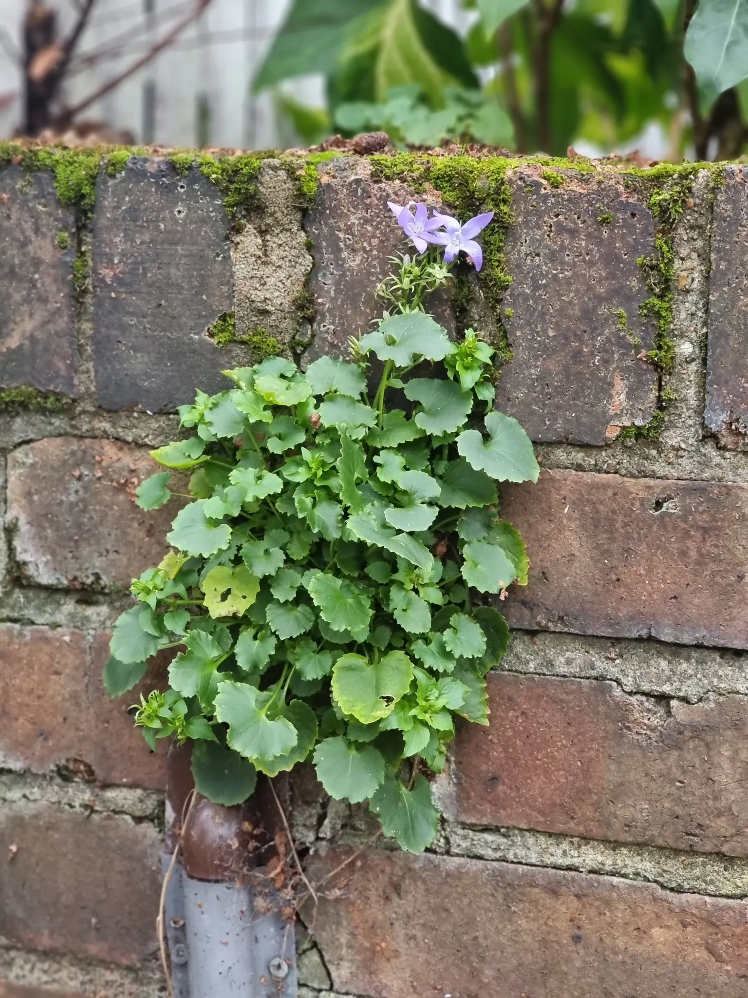 Serbian Bellflower (Campanula Poscharskyana) — coupled with its delightful floral display; its cascading nature makes it an attractive choice for softening