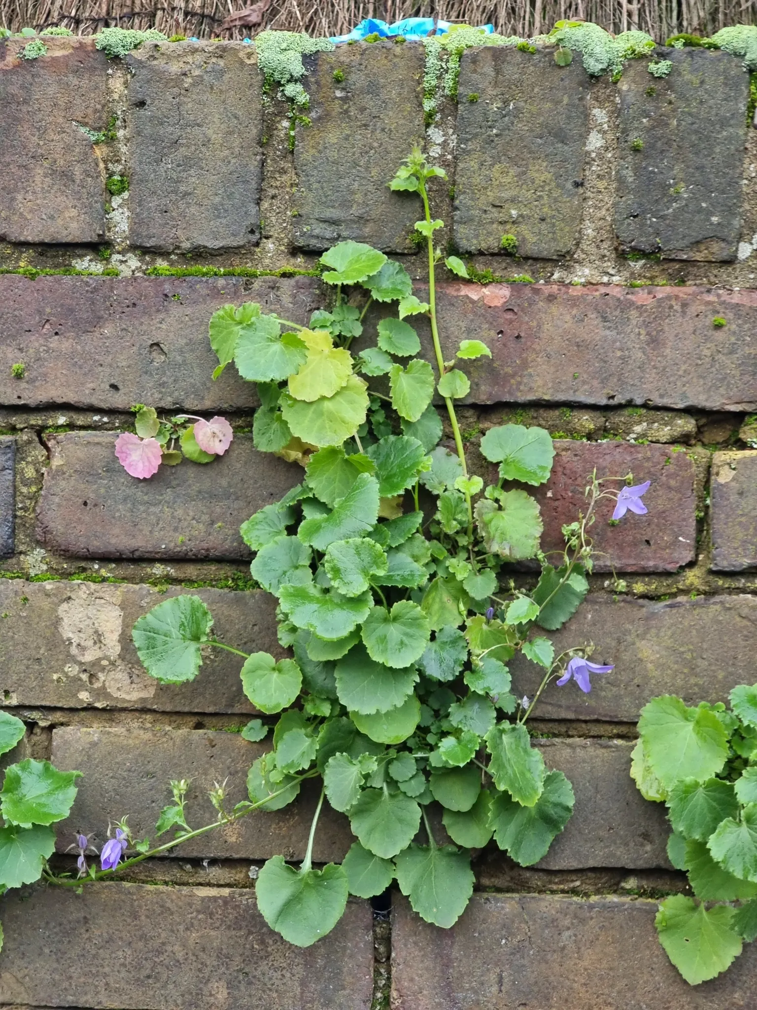 Serbian Bellflower (Campanula Poscharskyana) — ground cover / perennial for full or half or shade; makes it a charming selection for our client's garden design