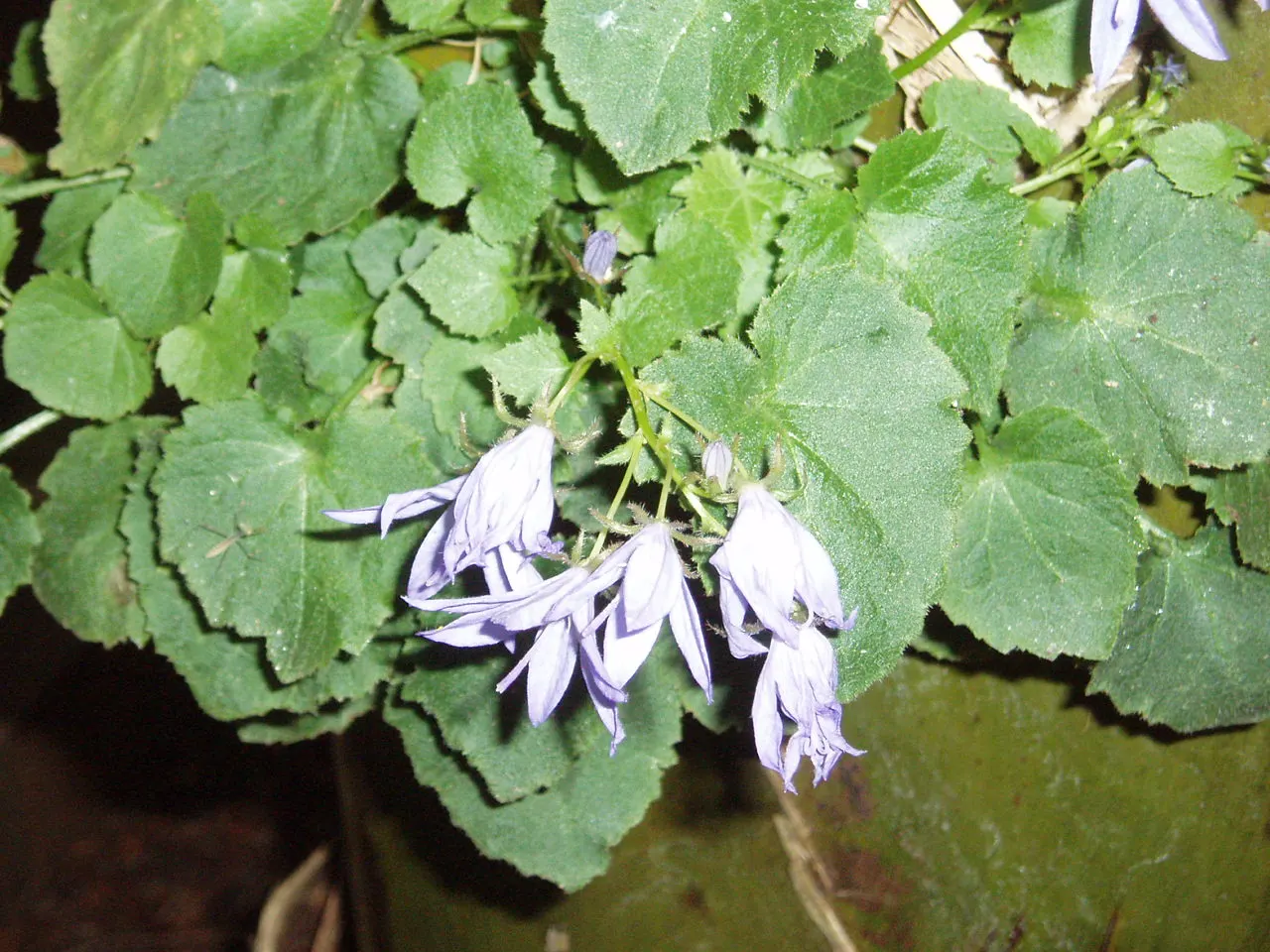 Serbian Bellflower (Campanula Poscharskyana) — its cascading nature makes it an attractive choice for softening hard edges in the landscape, image 65