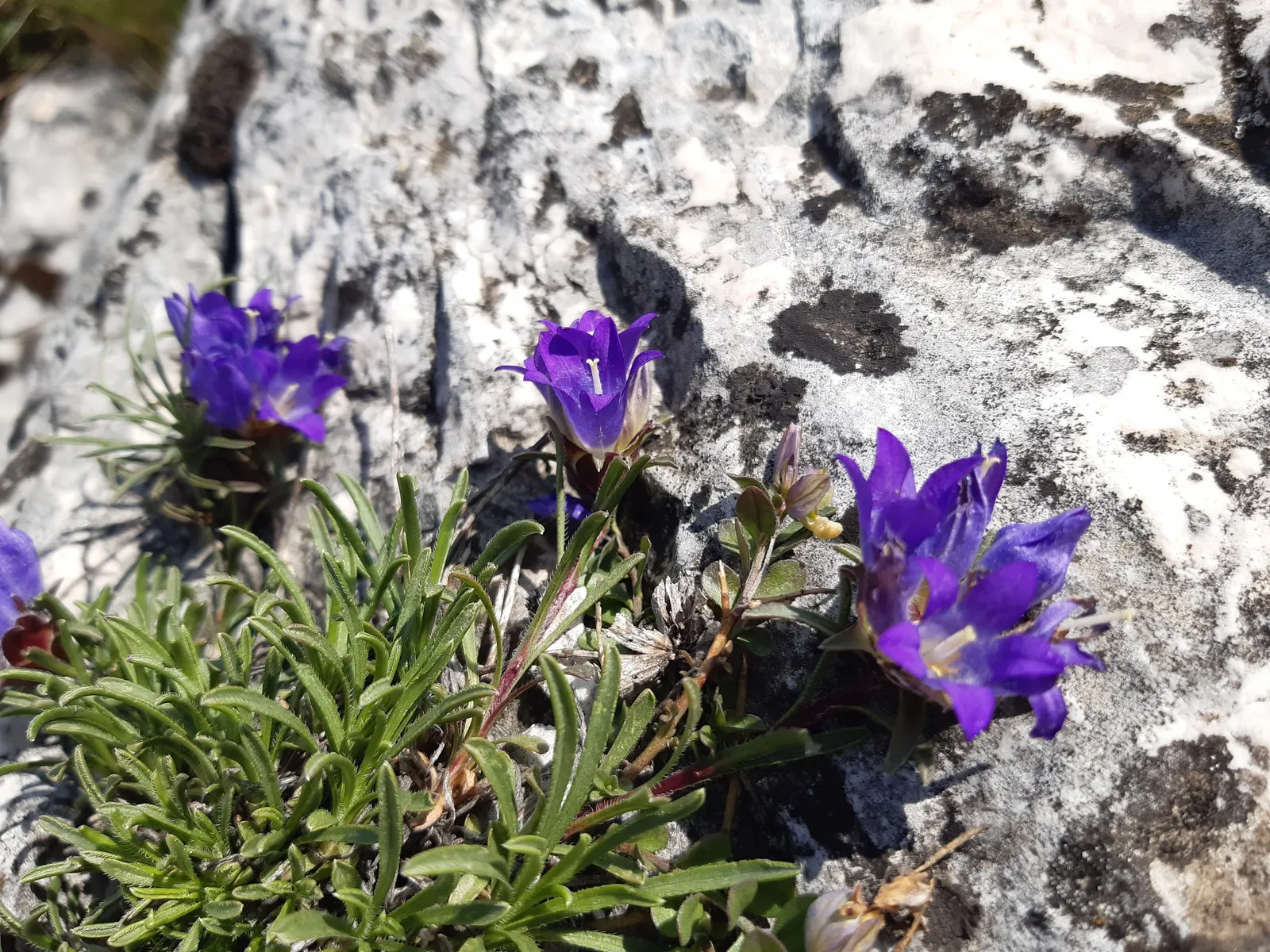Serbian Bellflower (Campanula Poscharskyana) — Its rapid growth and robust cascading habit make it an excellent groundcover or rock garden feature