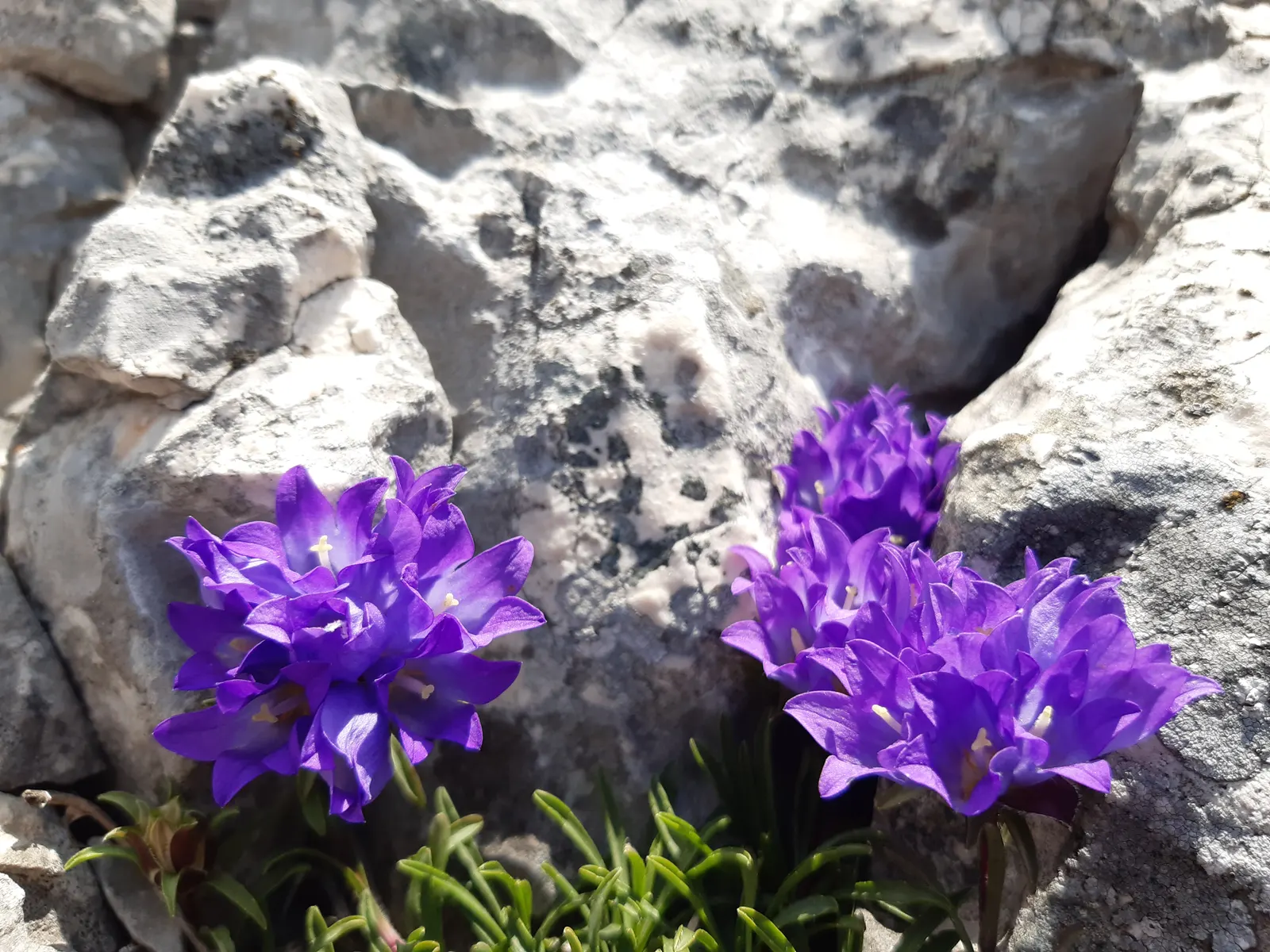 Serbian Bellflower (Campanula Poscharskyana) — the Serbian Bellflower performs optimally in moderately fertile; consistent moisture will promote, image 61