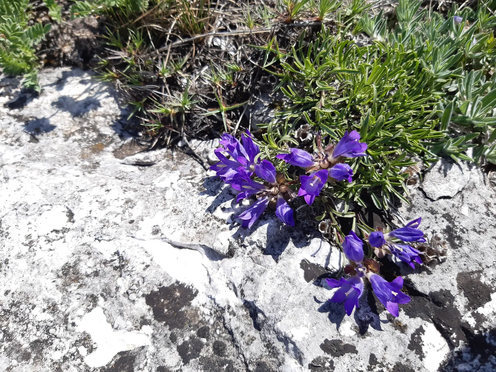 Serbian Bellflower (Campanula Poscharskyana) — Campanula poscharskyana is relatively deer resistant
