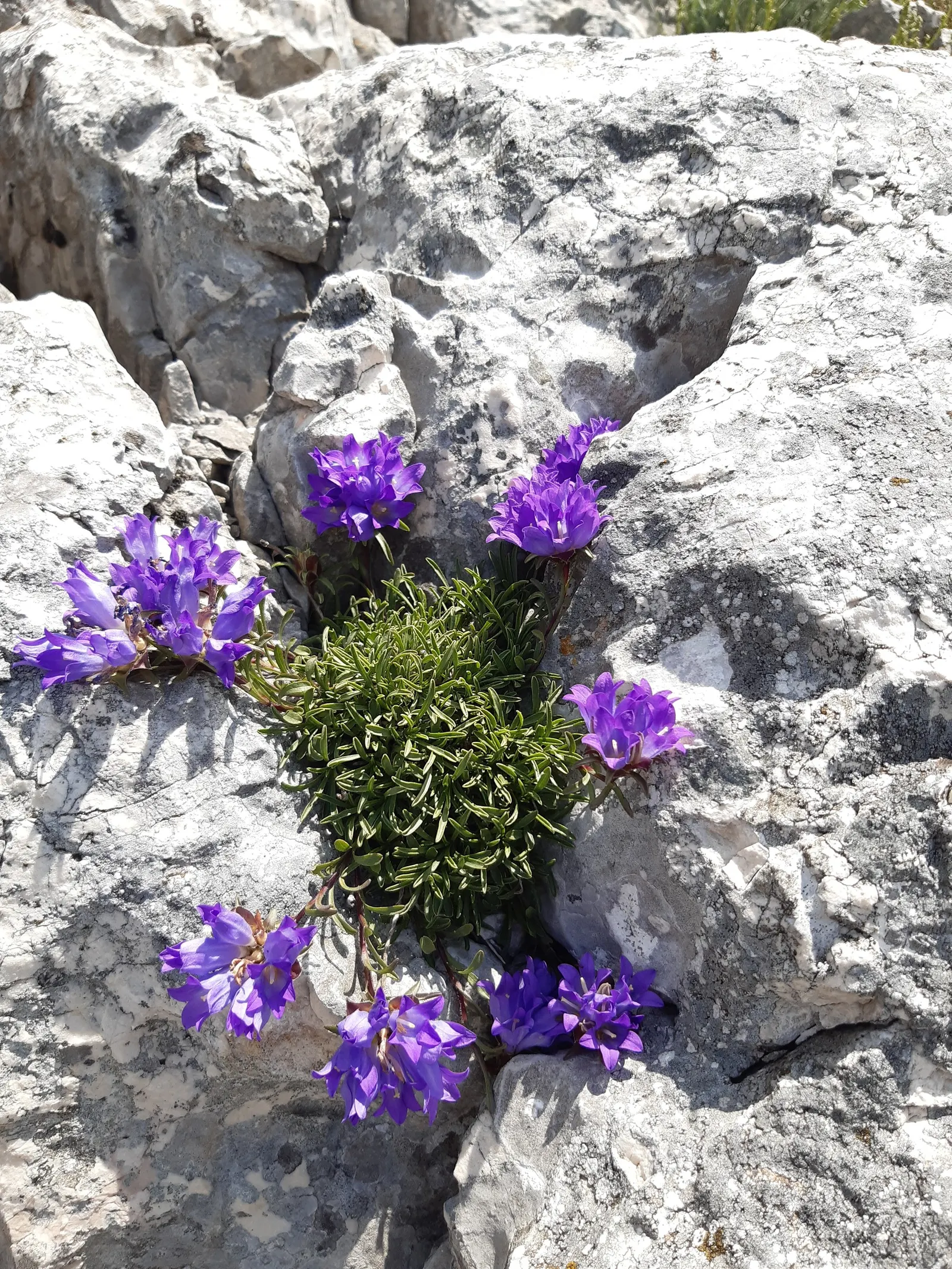 Serbian Bellflower (Campanula Poscharskyana) — Its rapid growth and robust cascading habit make it an excellent groundcover or rock garden feature; star-shaped