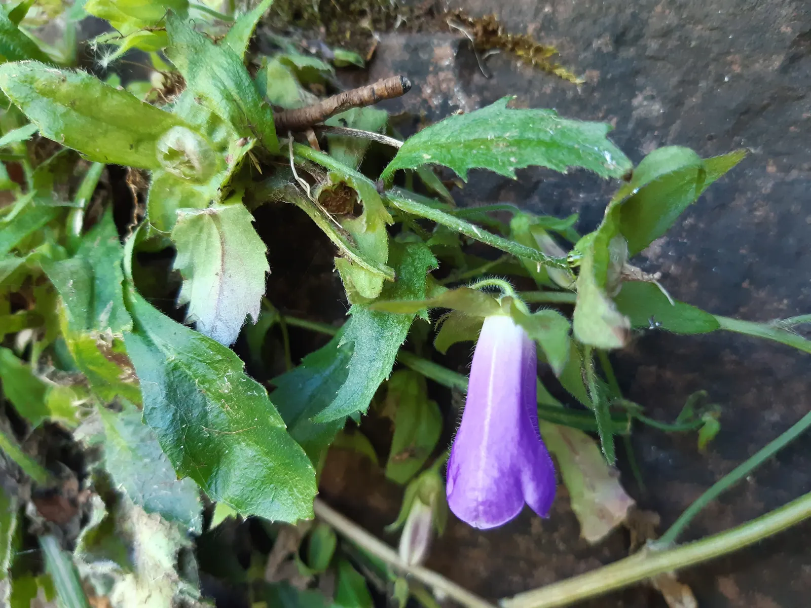Serbian Bellflower (Campanula Poscharskyana) — the Serbian Bellflower performs optimally in moderately fertile; consistent moisture will promote more vigorous