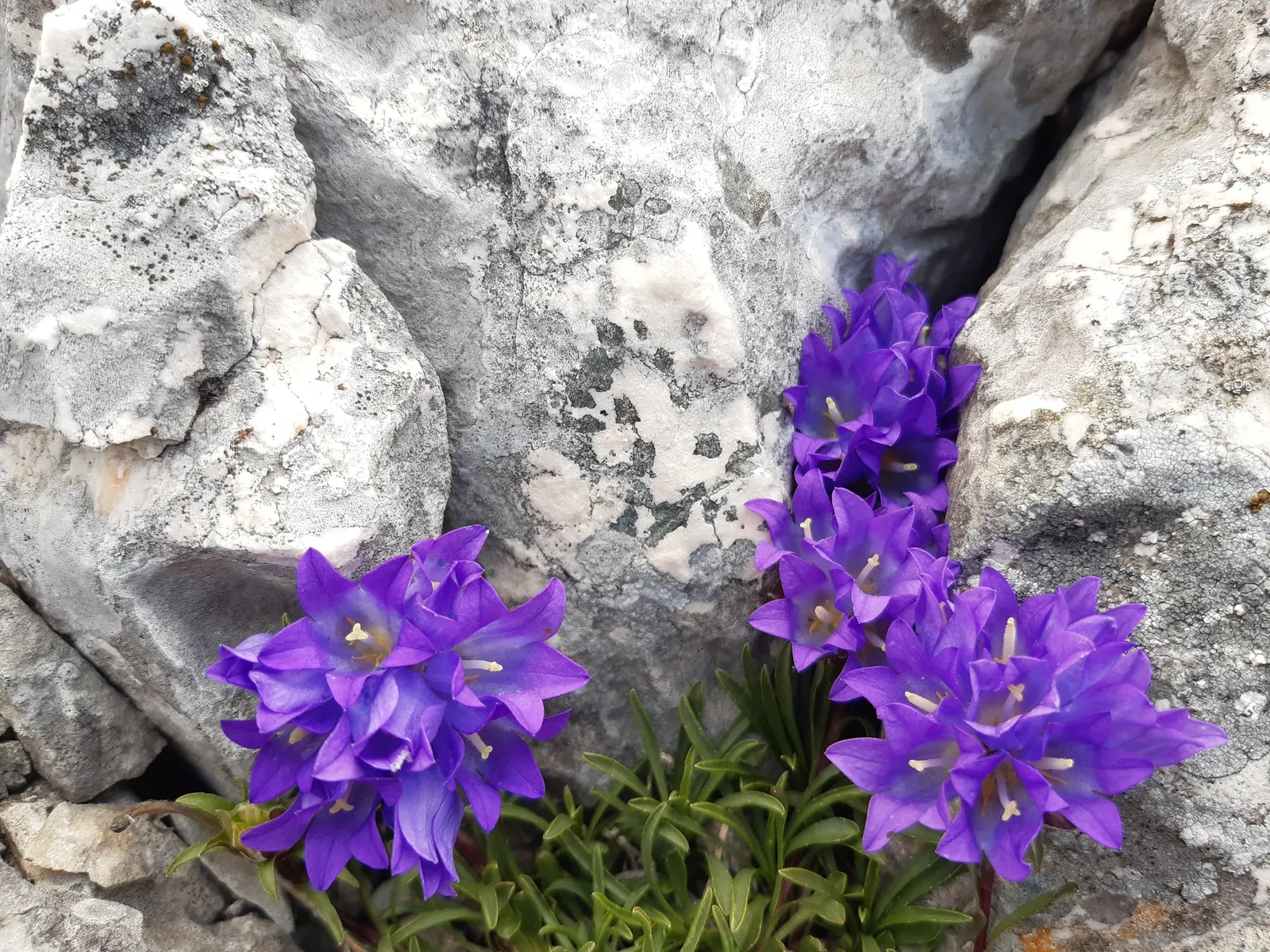 Serbian Bellflower (Campanula Poscharskyana) — Its preference is slightly alkaline to neutral pH