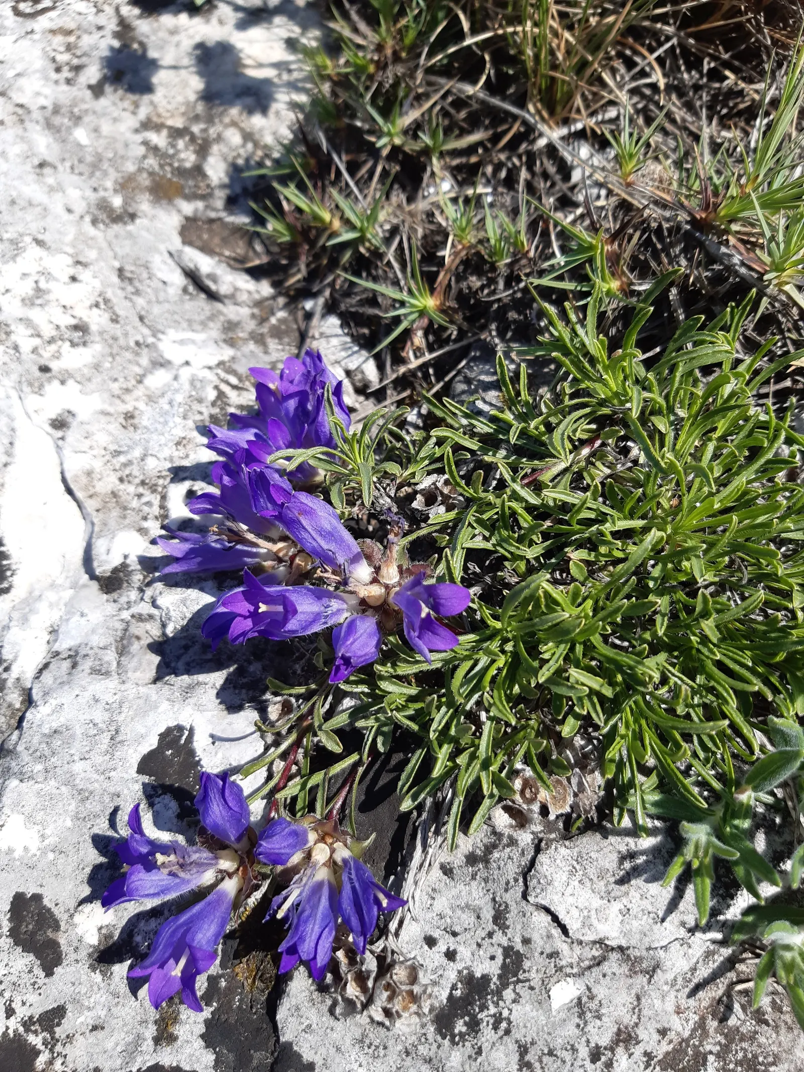 Serbian Bellflower (Campanula Poscharskyana) — The Serbian Bellflower, Campanula poscharskyana, offers a cascade of starry lavender-blue flowers; it favors