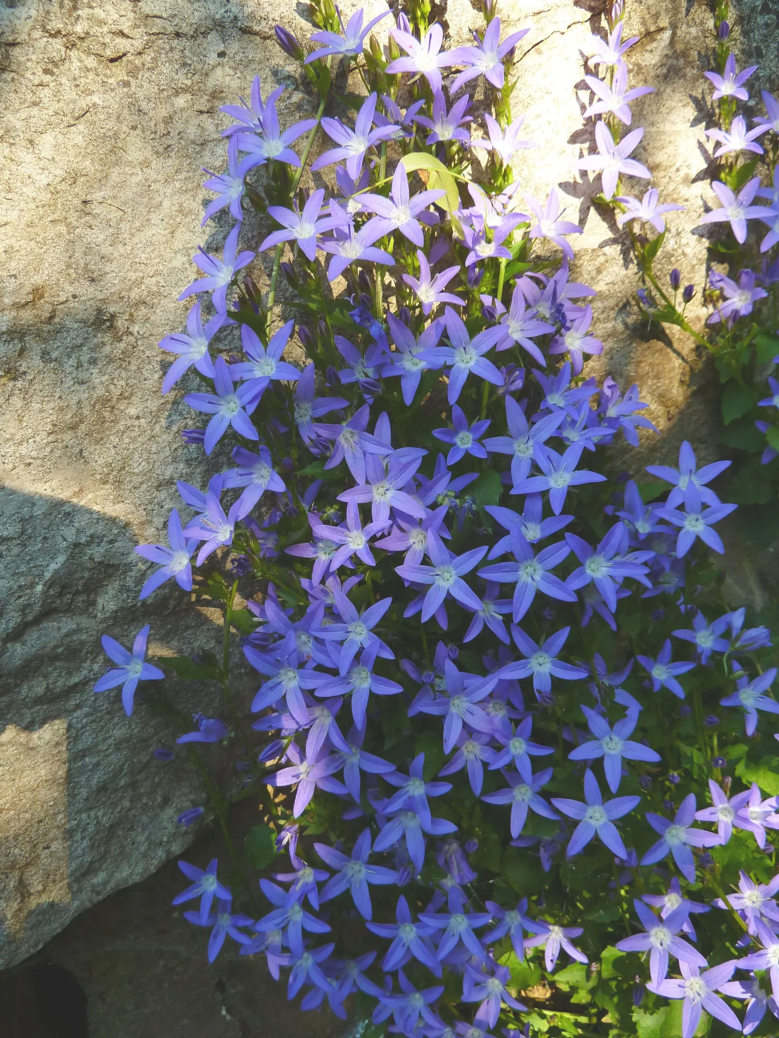 Serbian Bellflower (Campanula Poscharskyana) — creating a lush mat of foliage.<br><br>The leaves of Campanula poscharskyana are heart-shaped; the, image 58