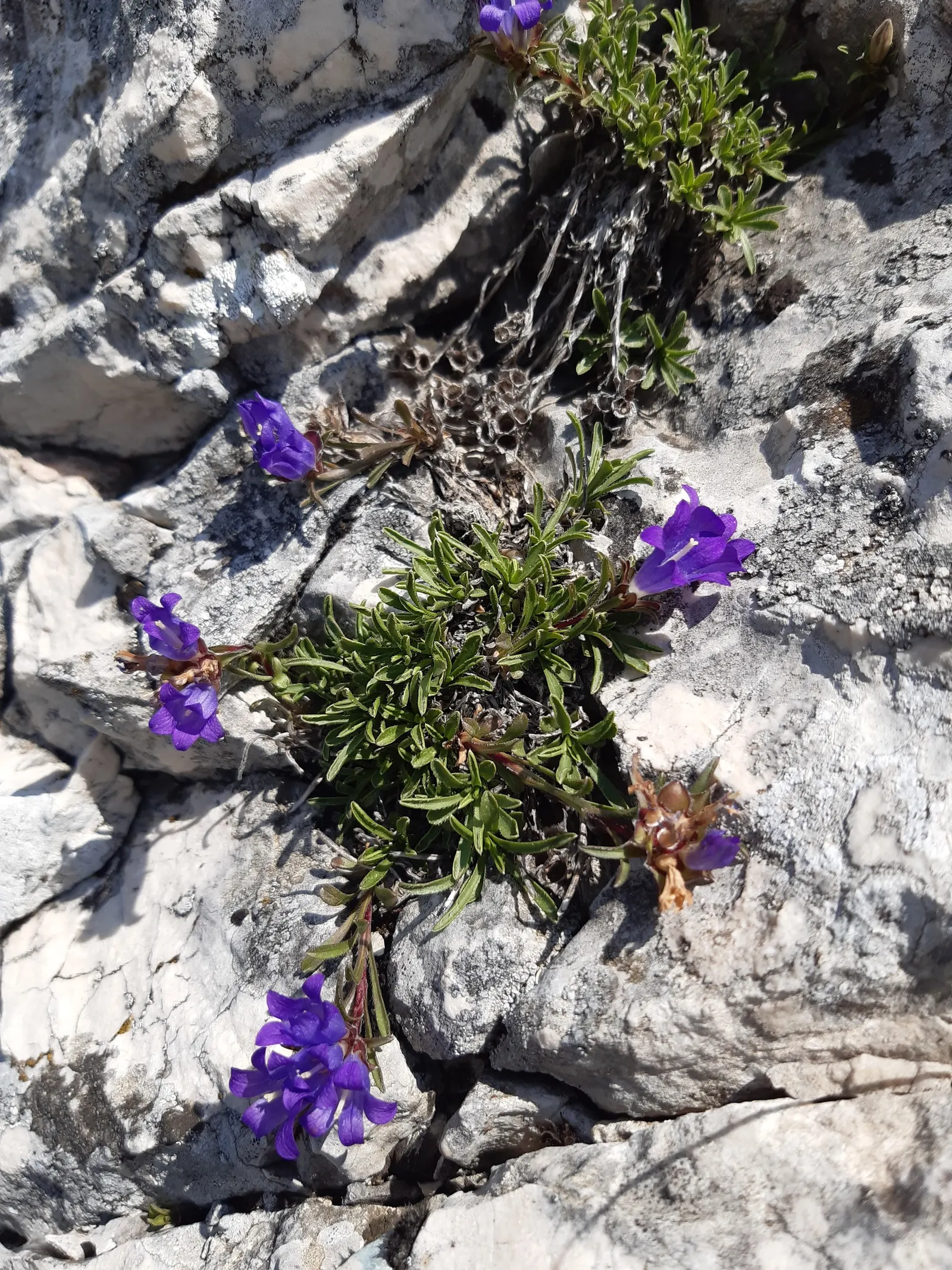 Serbian Bellflower (Campanula Poscharskyana) — displaying exceptional hardiness and minimal care requirements.<br><br>Thriving in full sun to part shade