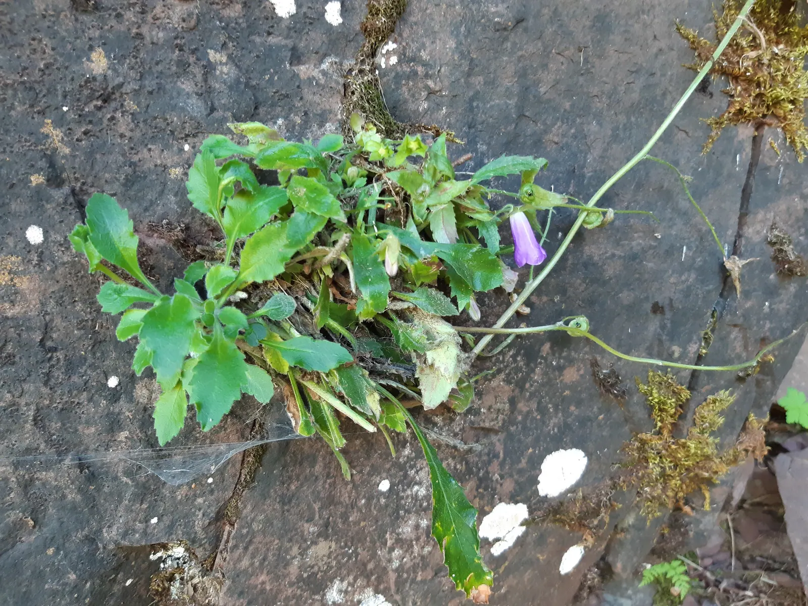 Serbian Bellflower (Campanula Poscharskyana) — Recognized for its robust trailing habit; displaying exceptional hardiness and minimal care