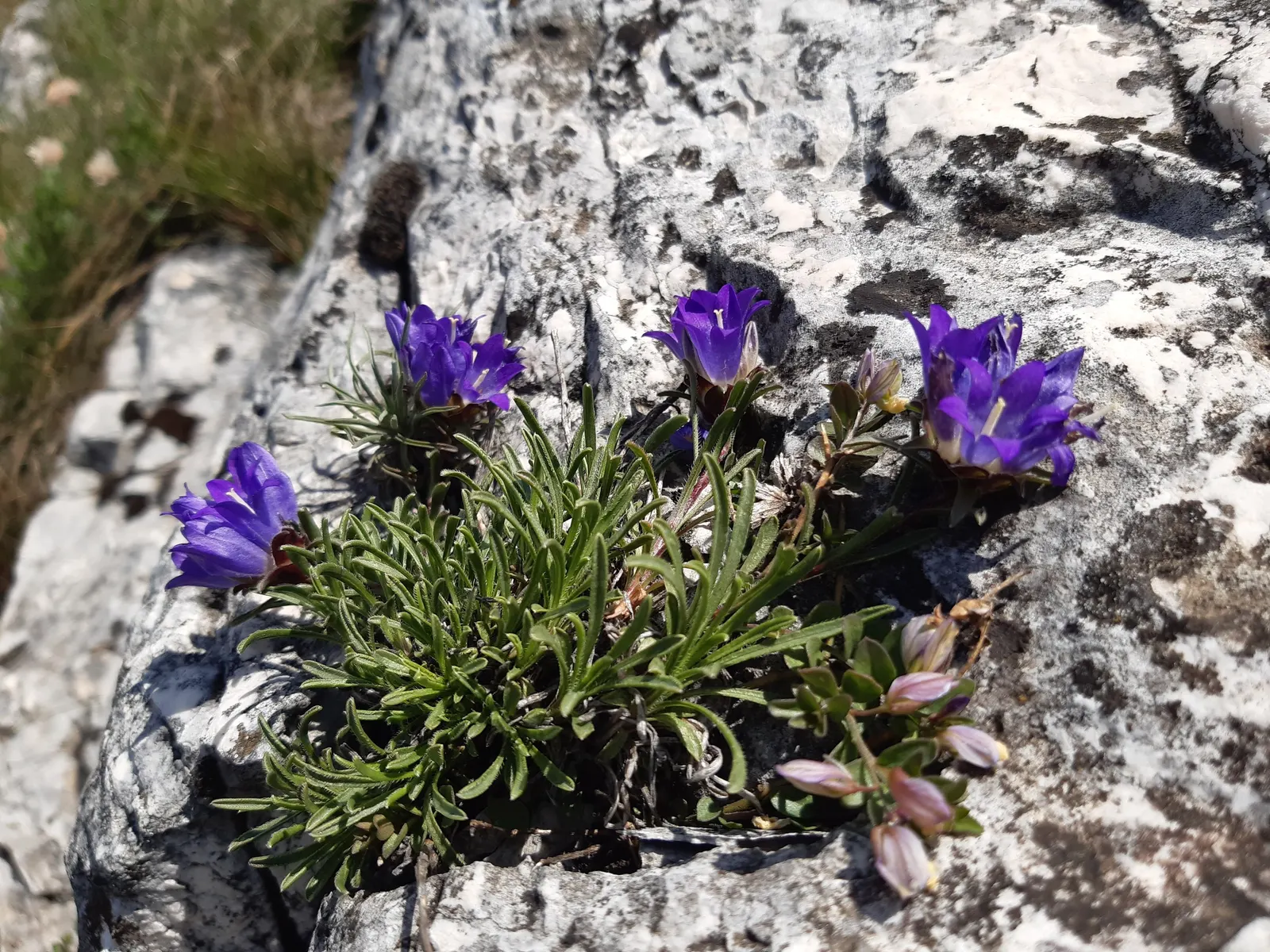 Serbian Bellflower (Campanula Poscharskyana) — Campanula poscharskyana is relatively deer resistant; thriving in USDA zones 3-8, image 66