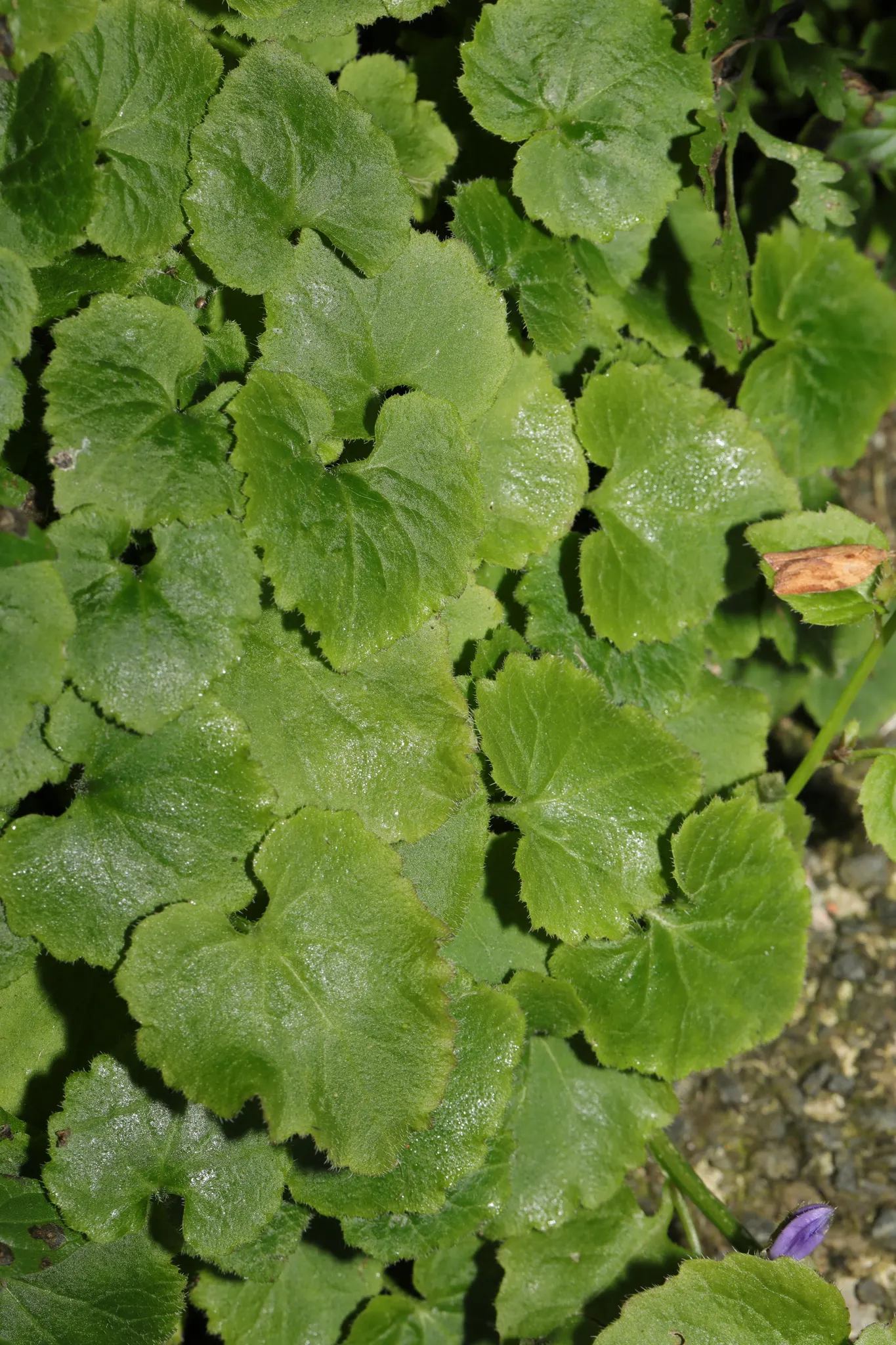 Serbian Bellflower (Campanula Poscharskyana) — It favors full sun to part shade in well-drained soil; the Serbian Bellflower, Campanula, image 52
