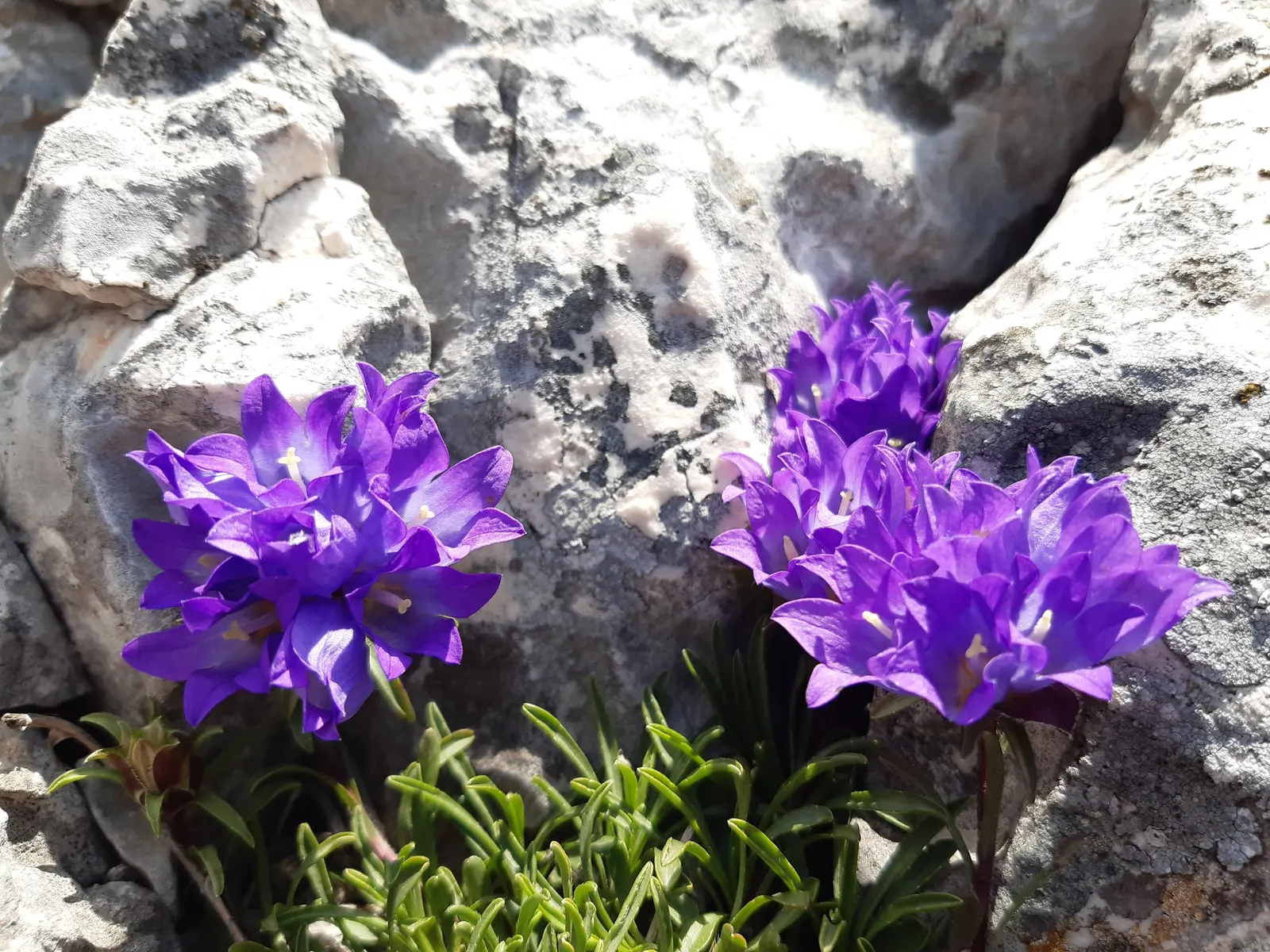 Serbian Bellflower (Campanula Poscharskyana) — It favors full sun to part shade in well-drained soil