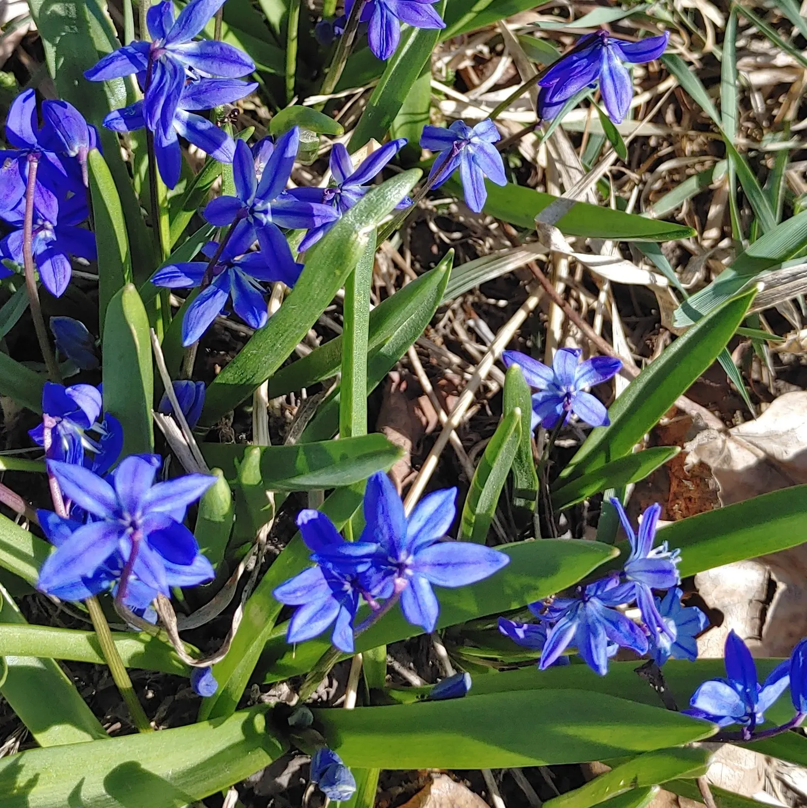 Siberian Squill (Scilla Siberica) — is a charming bulbous perennial known for its vibrant azure blue blossoms that enliven early spring landscapes