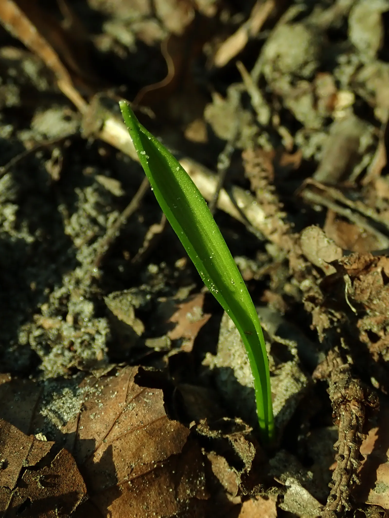 Siberian Squill (Scilla Siberica) — each comprised of six spreading petals that create a starburst pattern