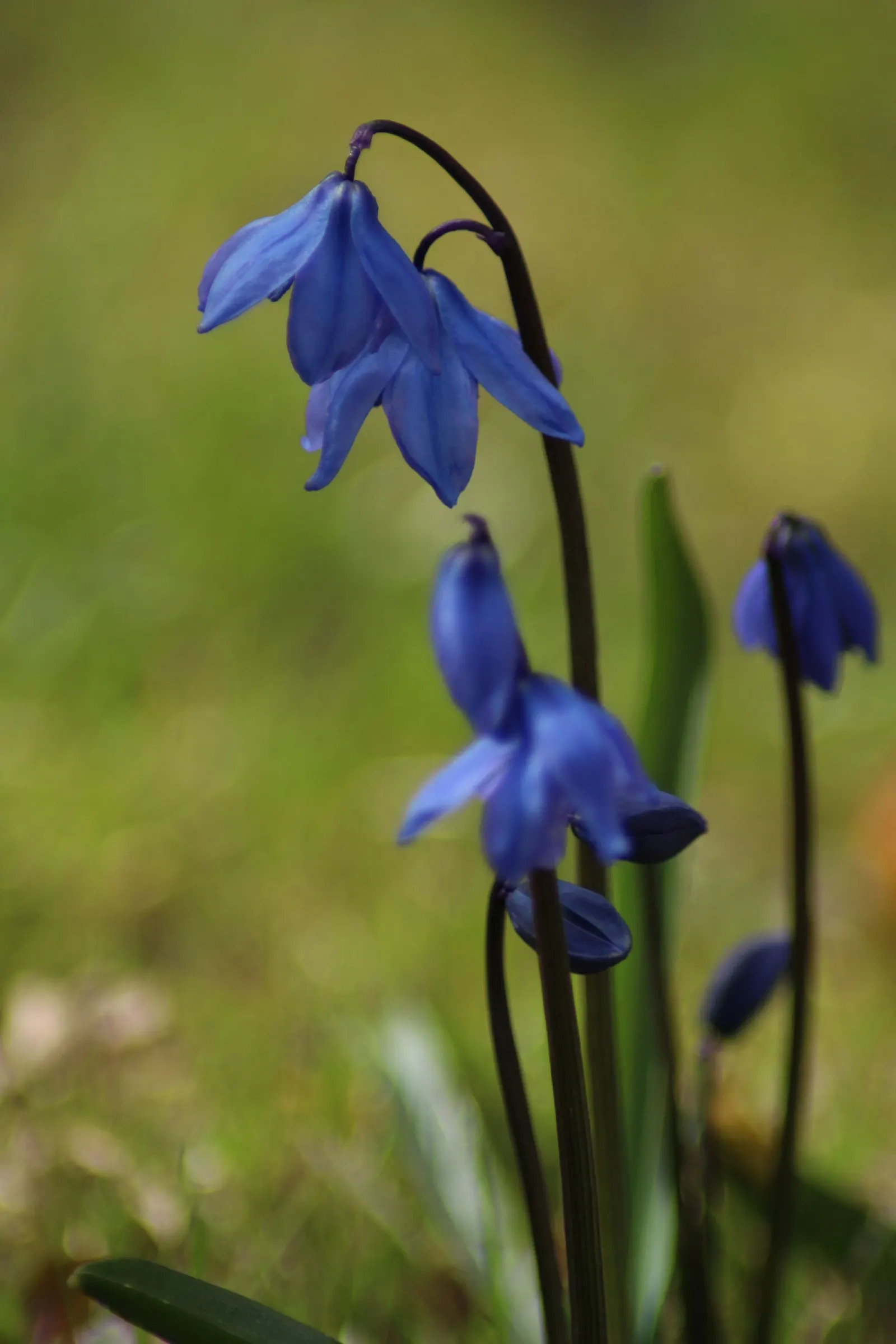 Siberian Squill (Scilla Siberica) — Siberian Squill is perfect for use as a groundcover or for naturalizing in woodland gardens; which gracefully arch over as